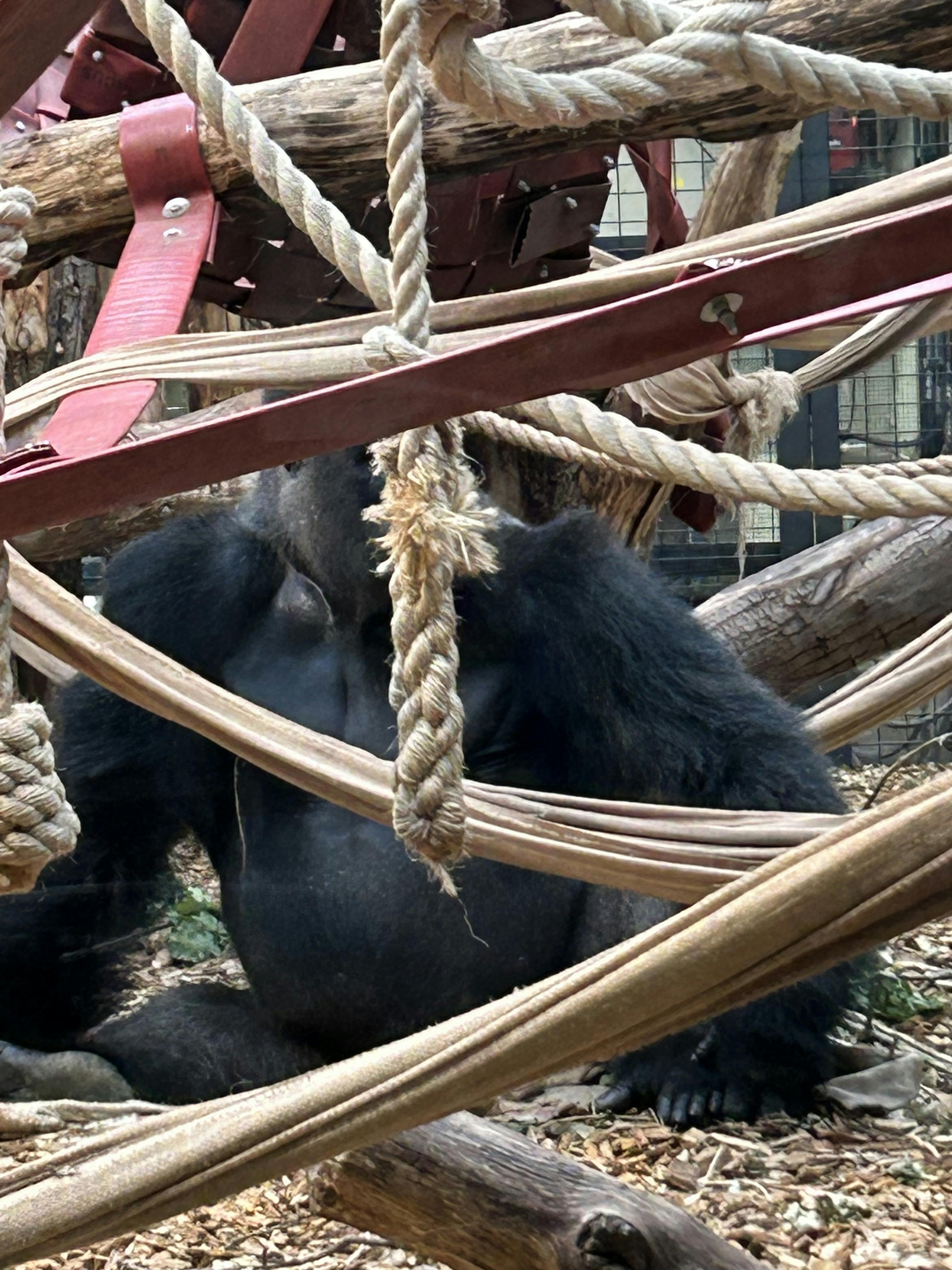 London Zoo Tickets Tiqets