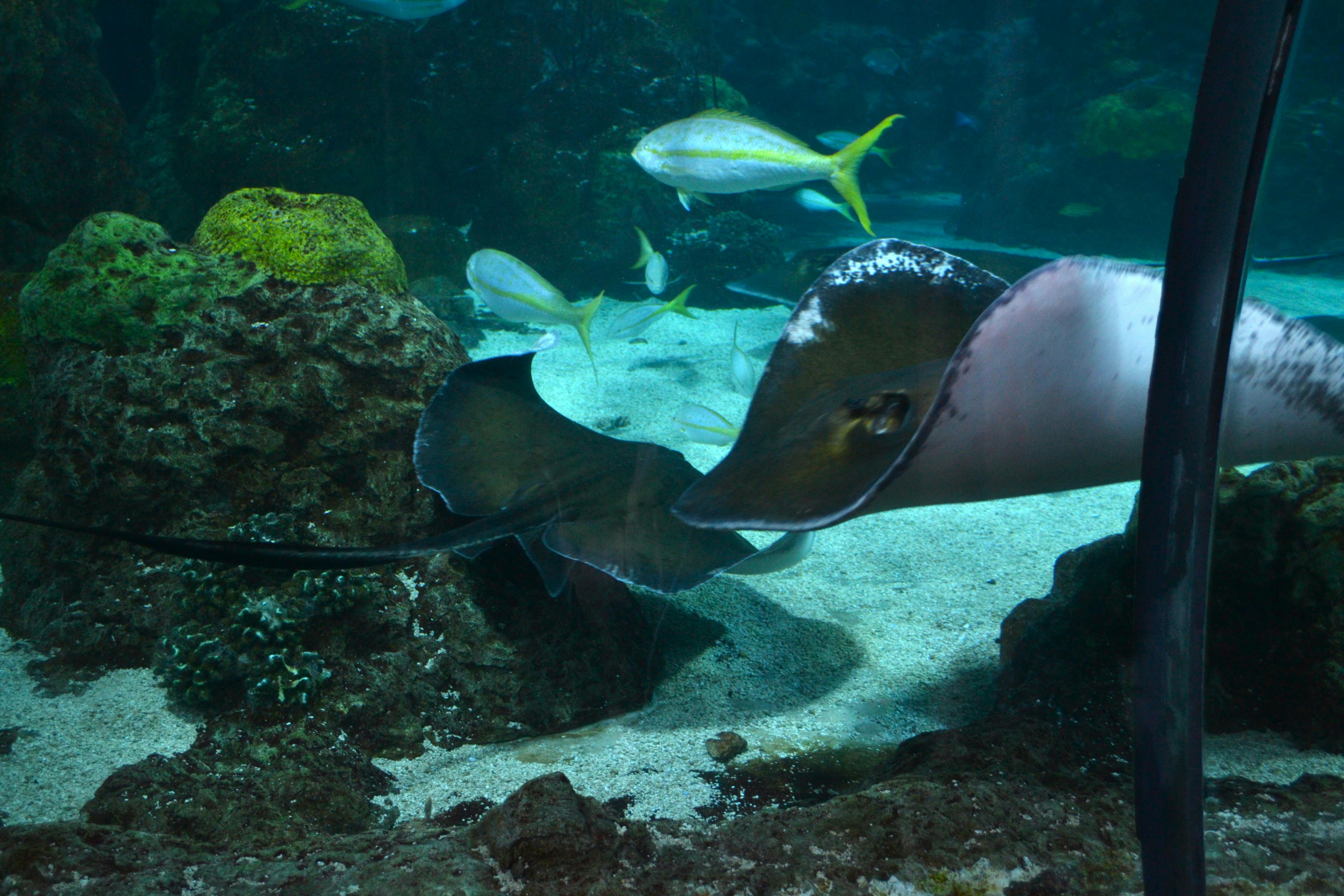 Downtown Aquarium Denver Tickets Book Online!