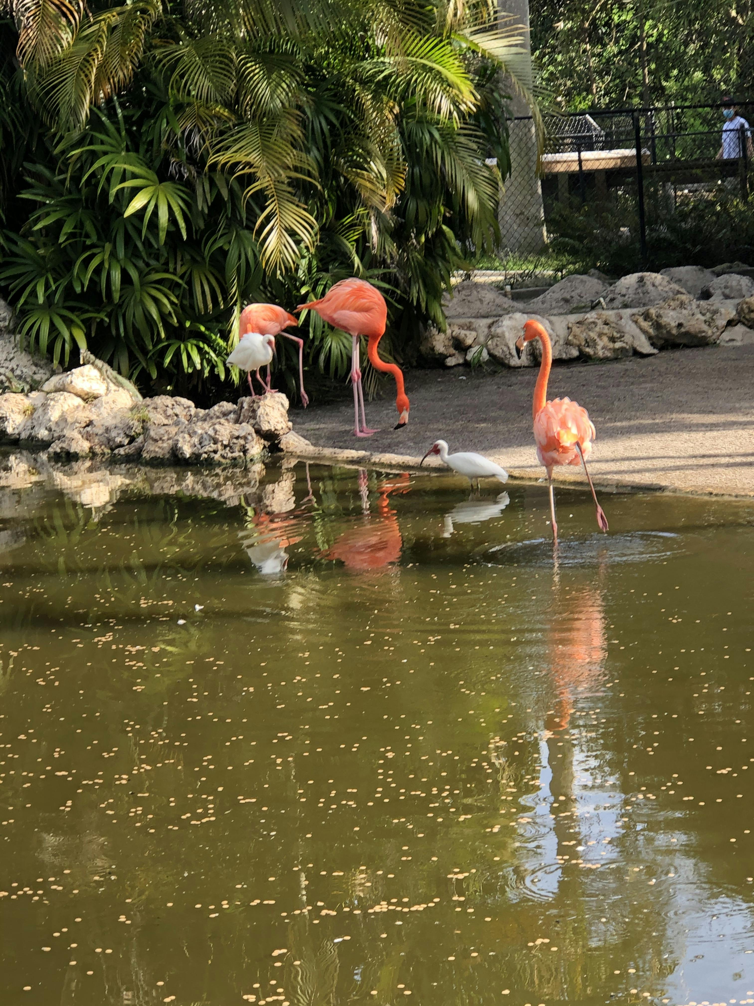 Flamingo Gardens tickets Davie