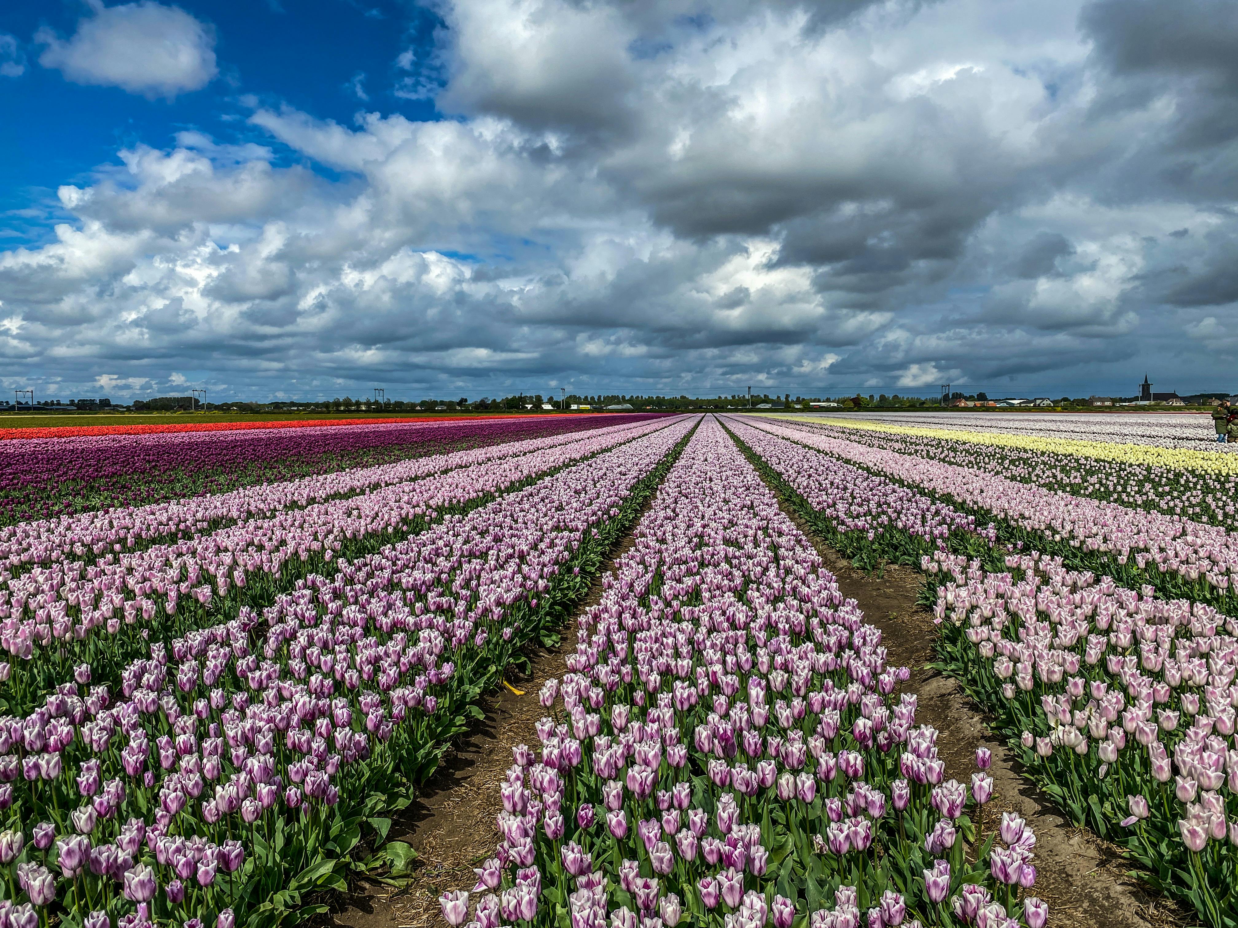 The Tulip Barn Tickets Tiqets