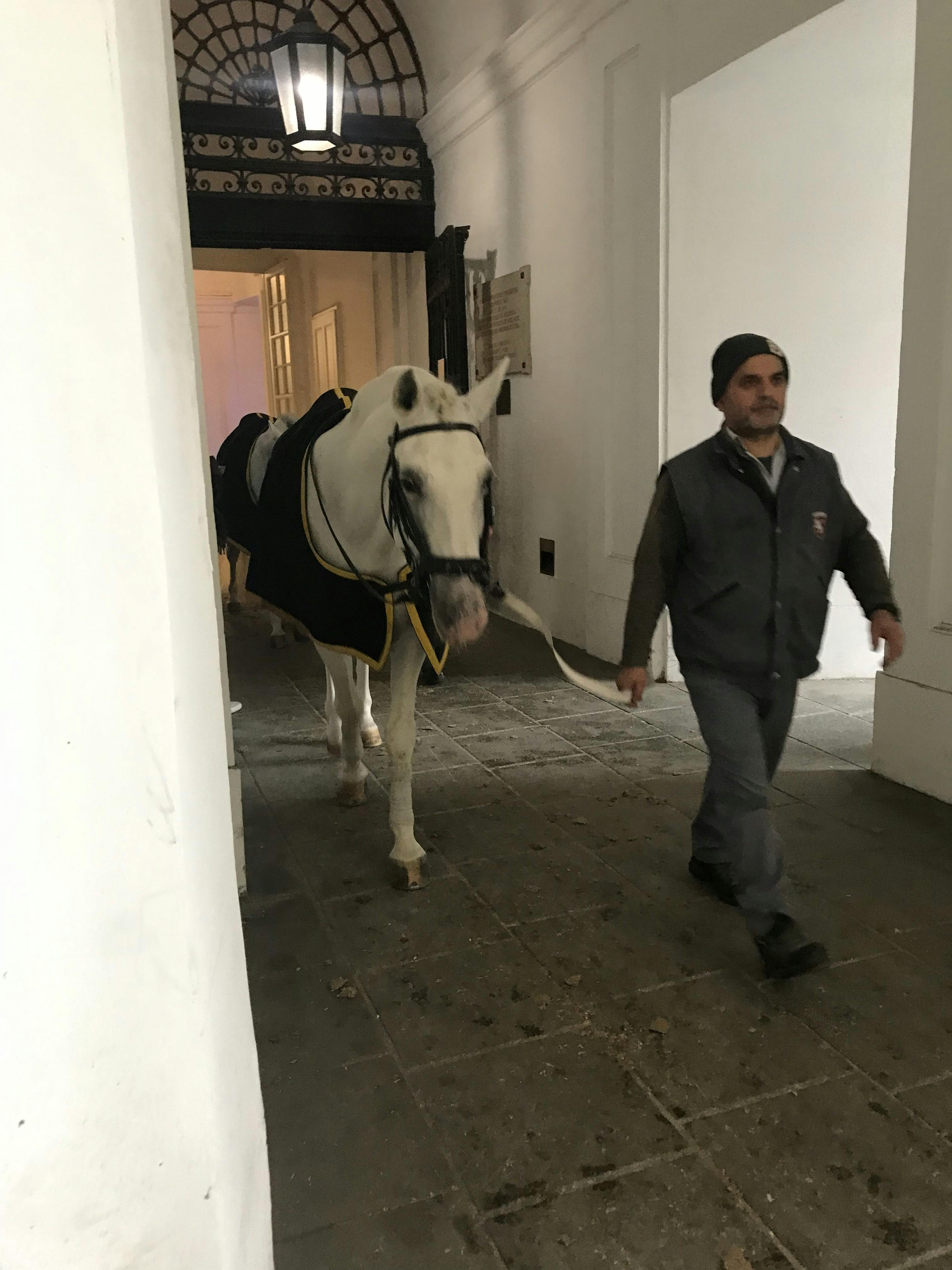 スペイン乗馬学校のチケット ー ウィーン Tiqets Com