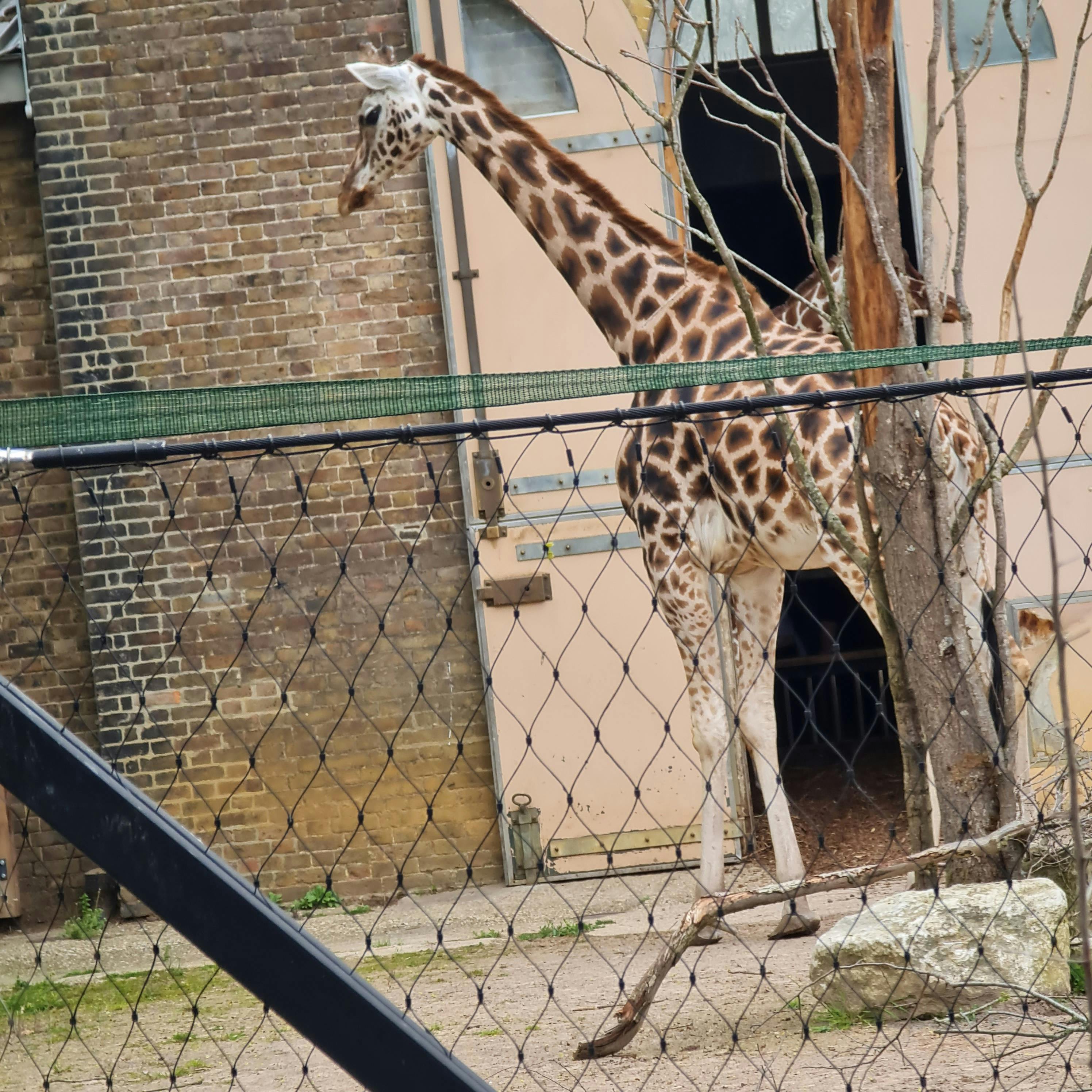 London Zoo Tickets Tiqets