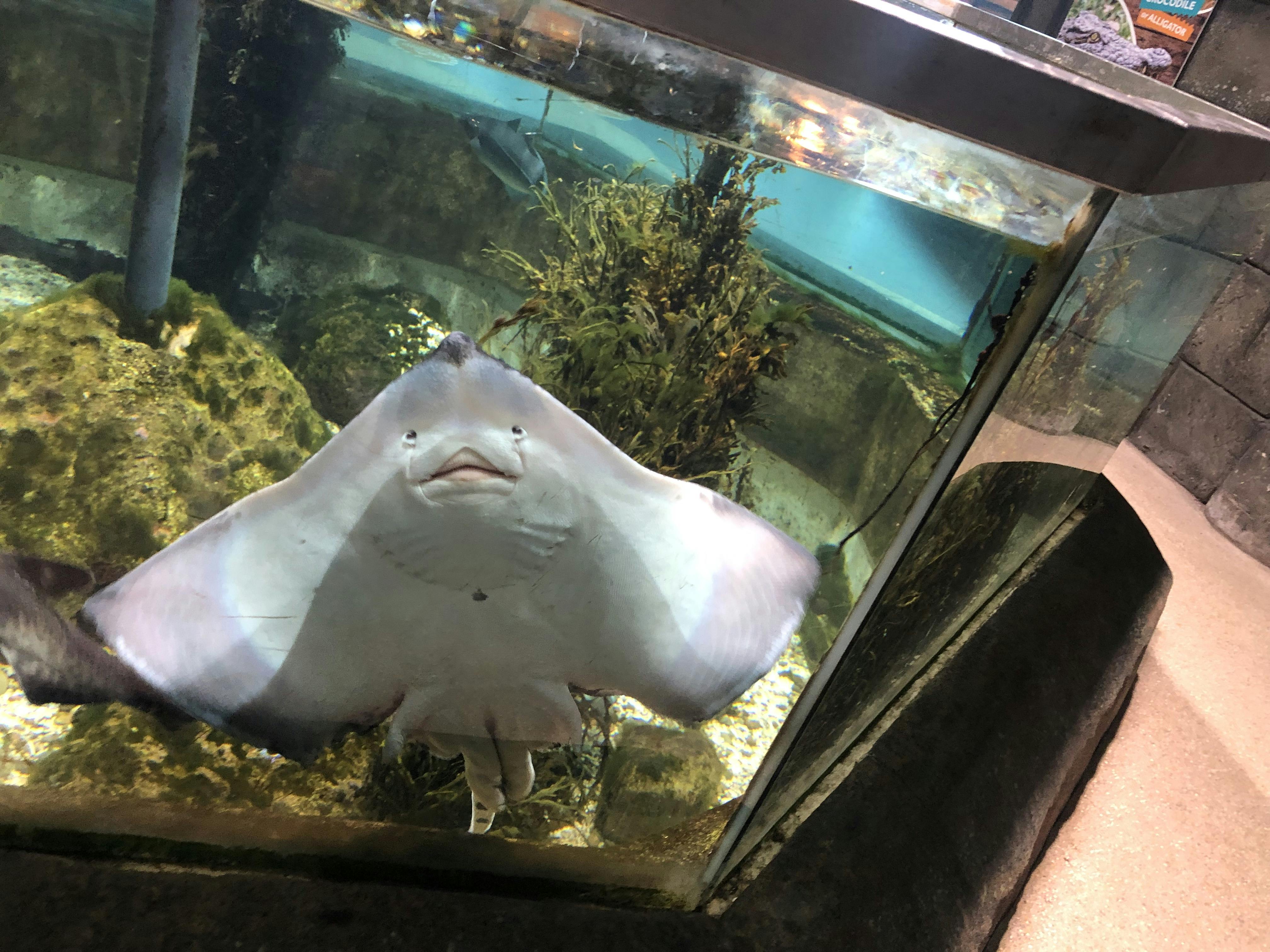 Exploris Aquarium tickets Portaferry