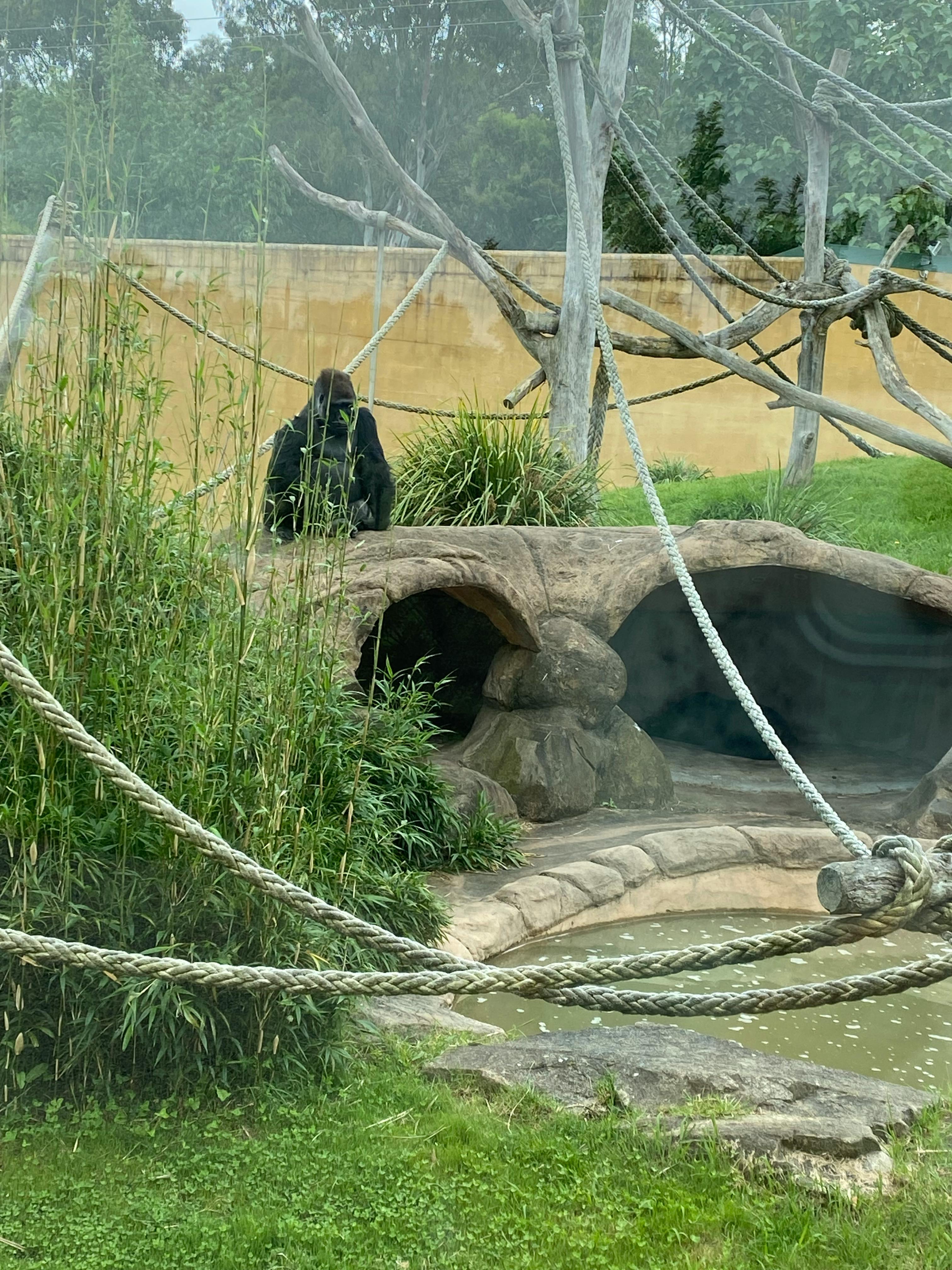 Mogo Wildlife Park Tickets Sydney