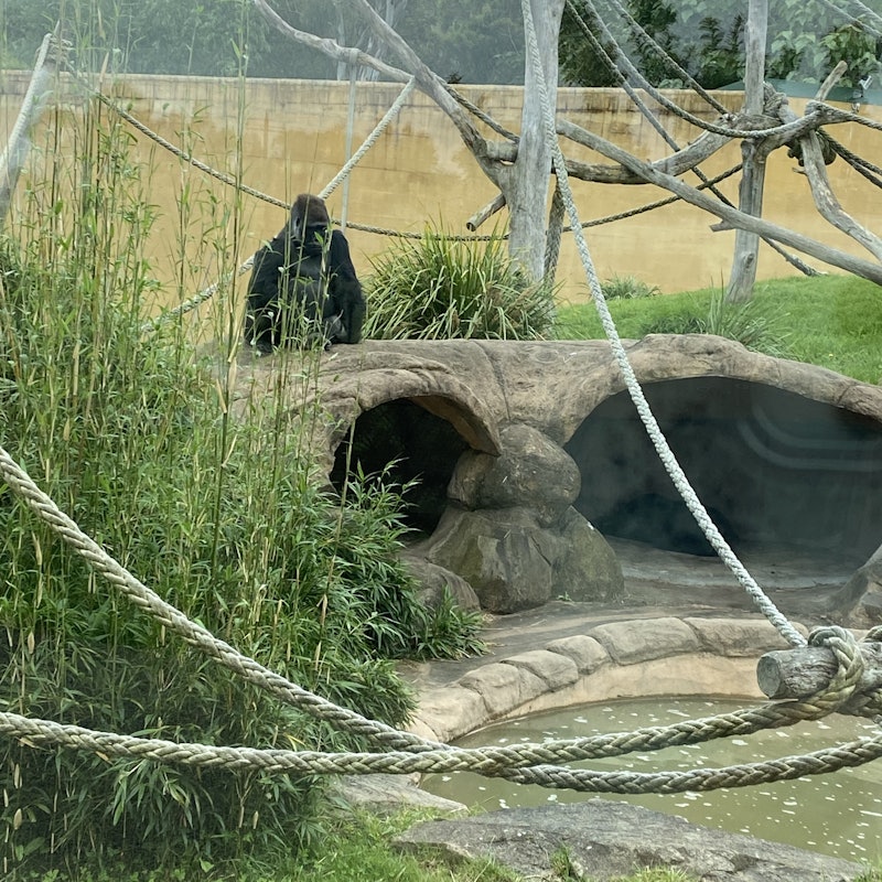 Mogo Wildlife Park Tickets Sydney