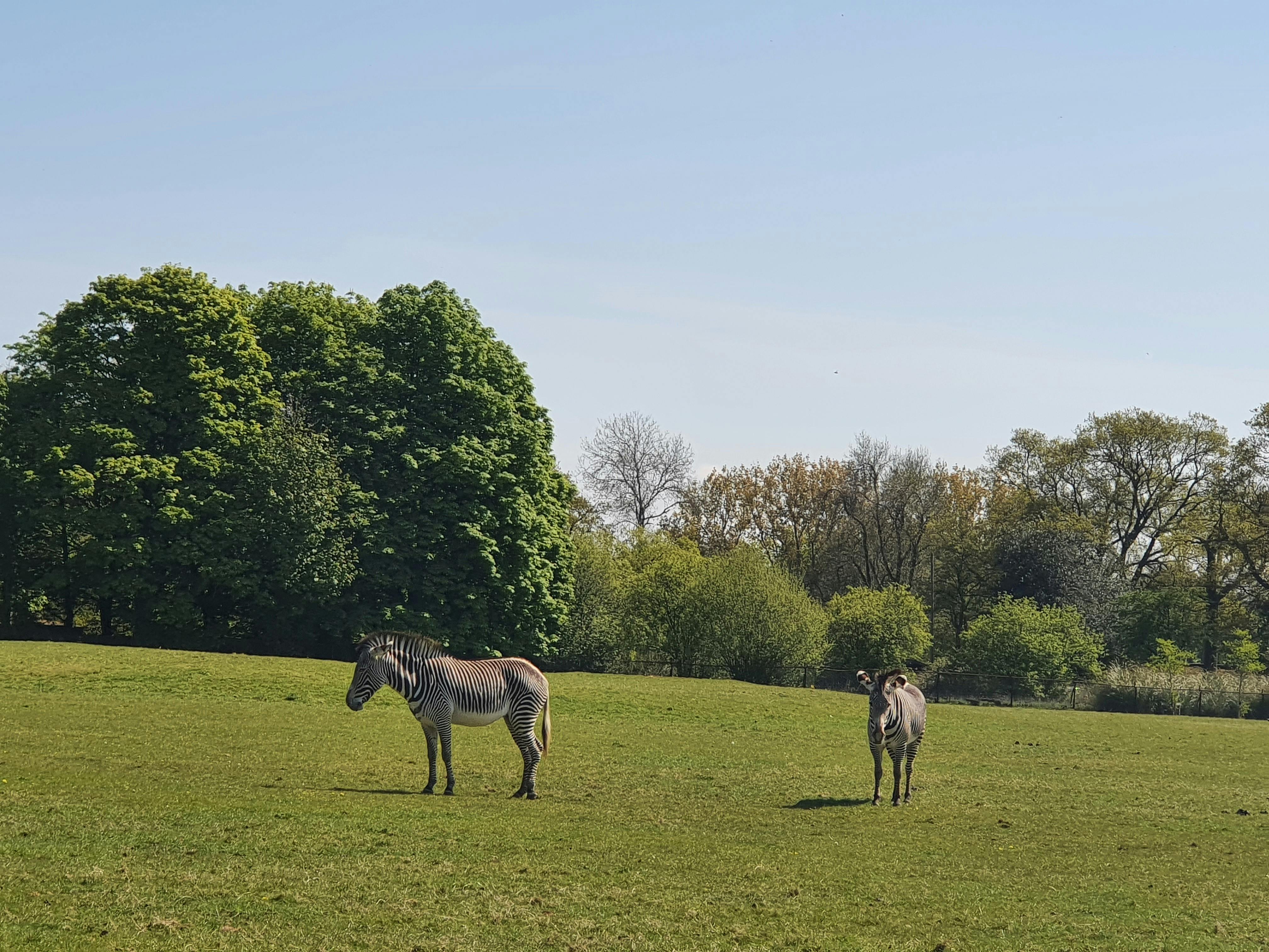 ZSL Whipsnade Zoo tickets Whipsnade