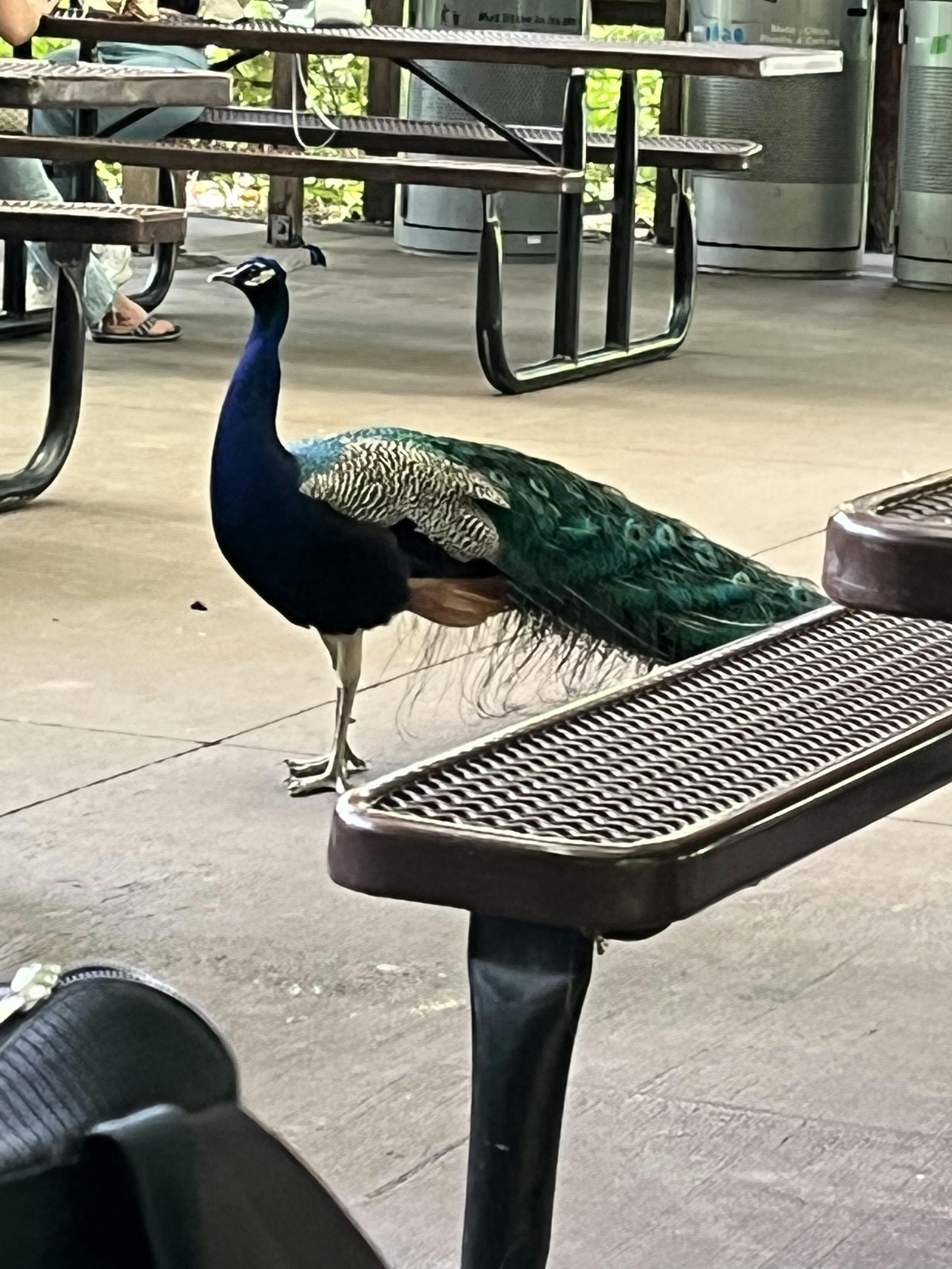 Tickets For Bronx Zoo, New York City Tiqets