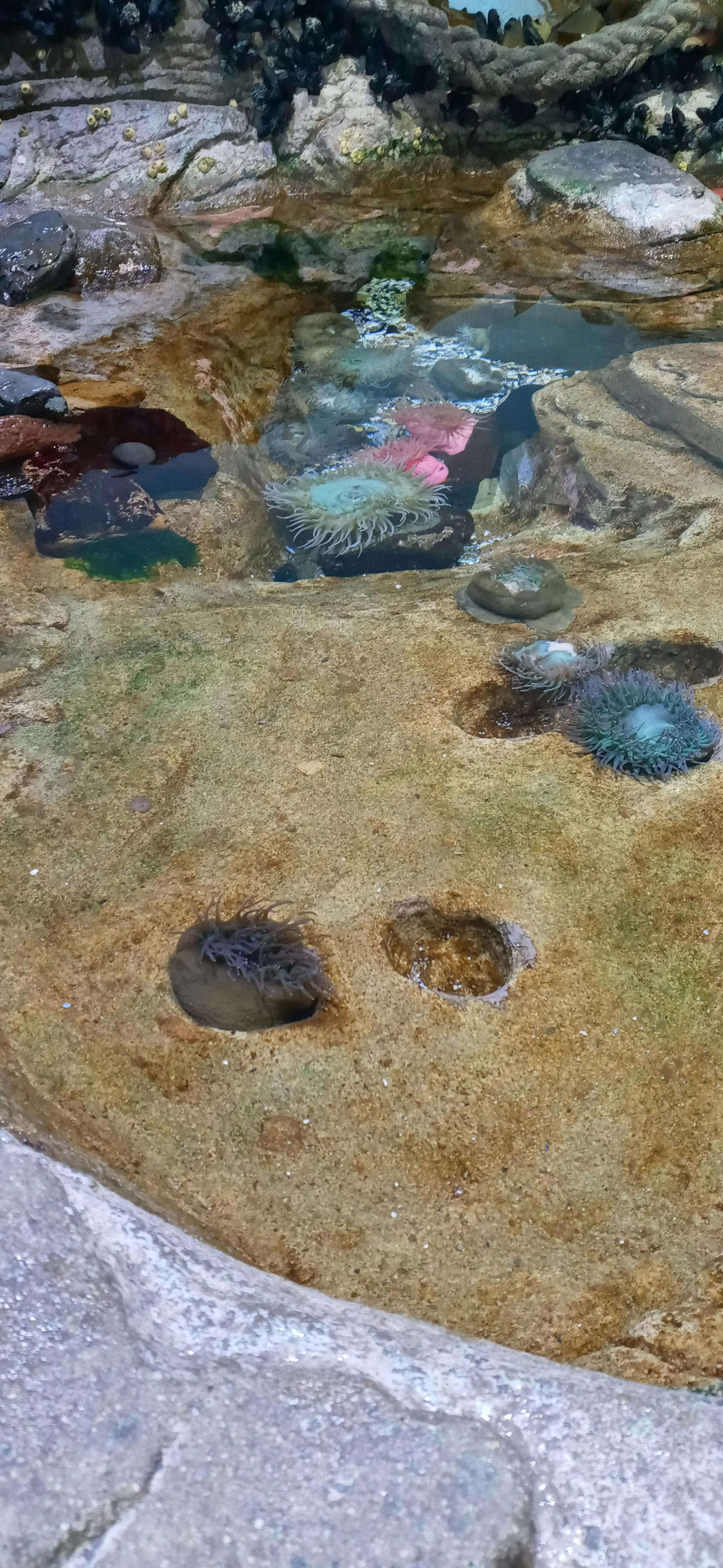 Aquarium of the Bay Tickets San Francisco