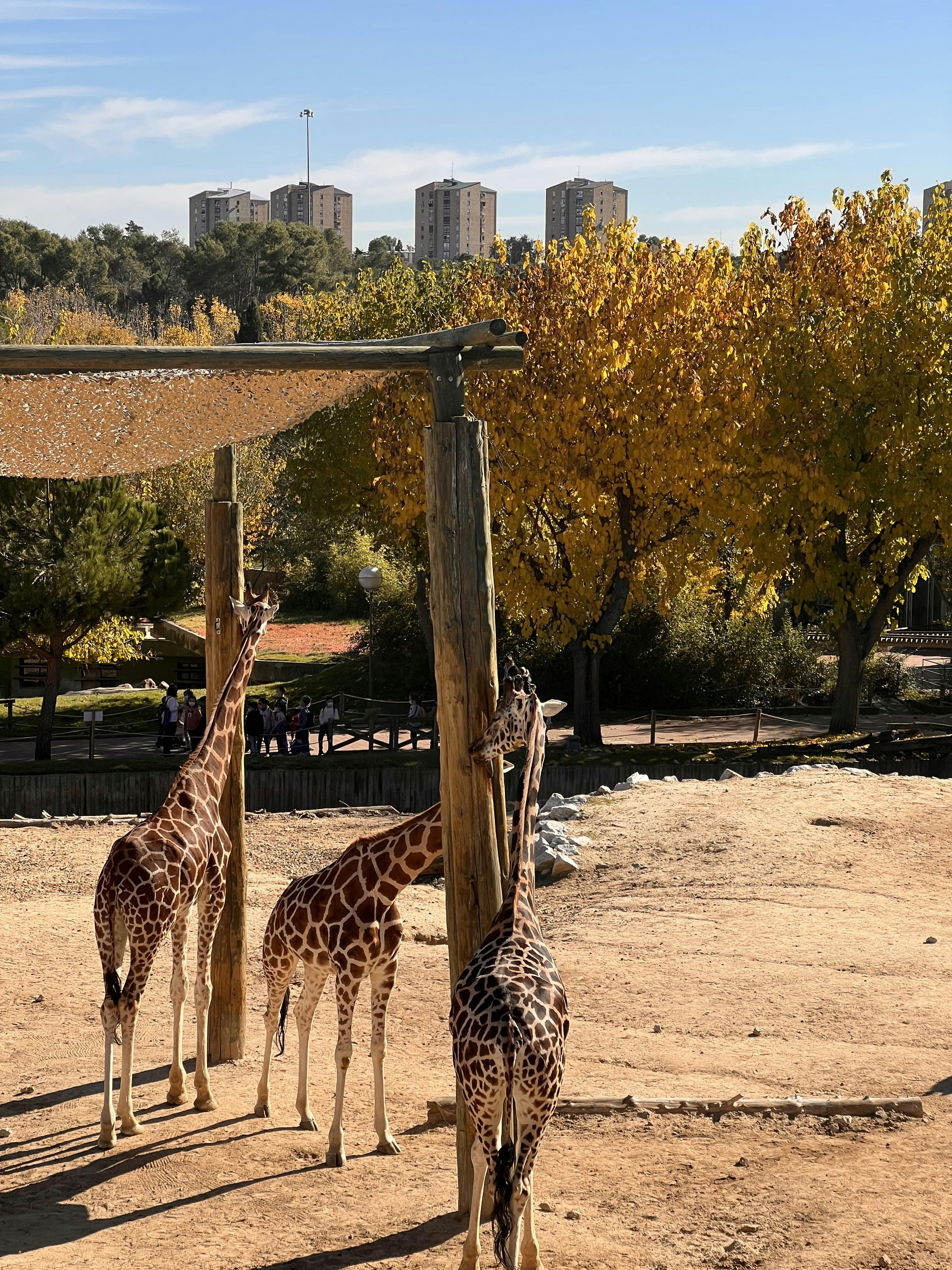 Tickets para Zoo Aquarium de Madrid Madrid