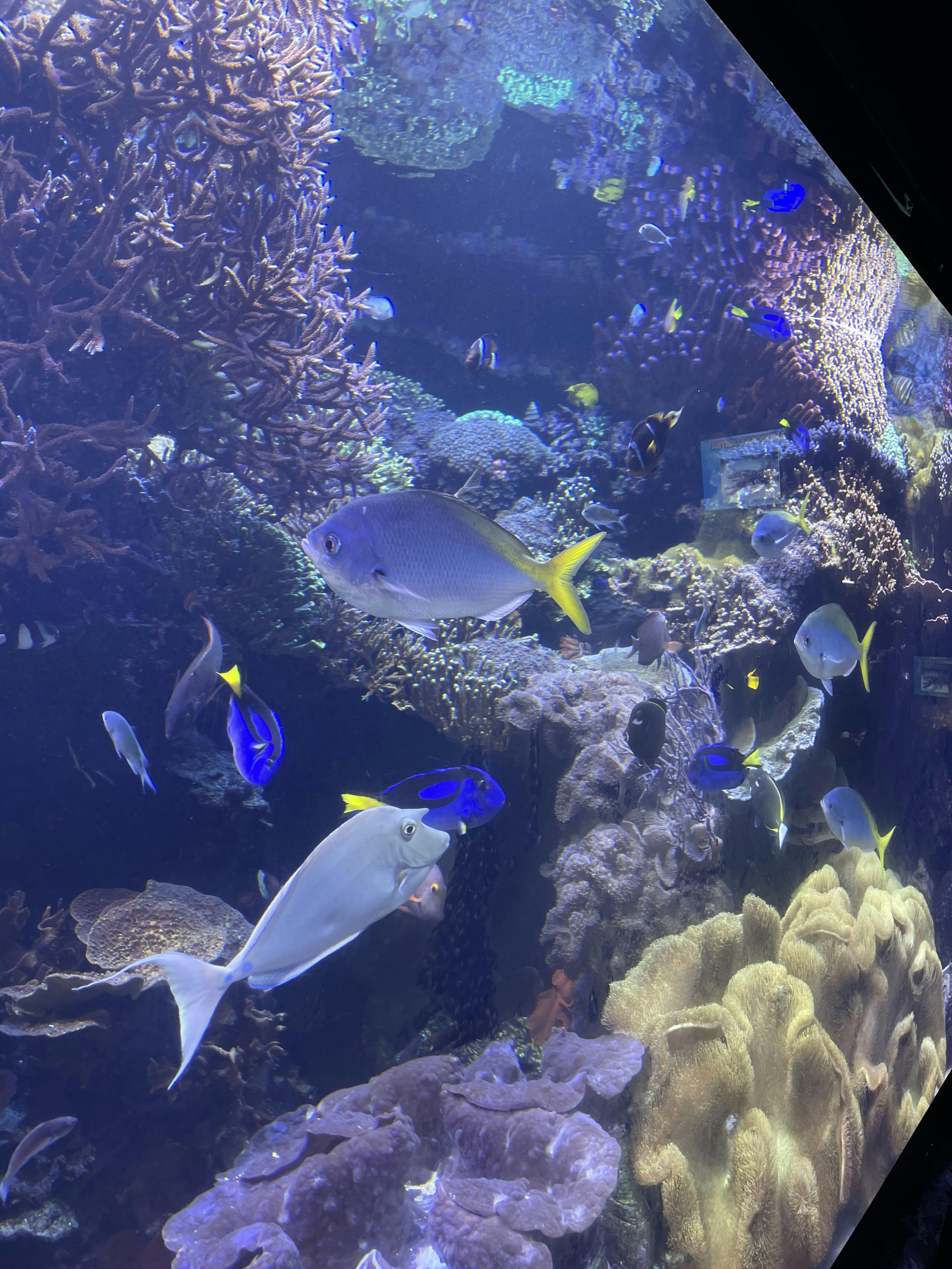 Downtown Aquarium Houston Tickets Houston