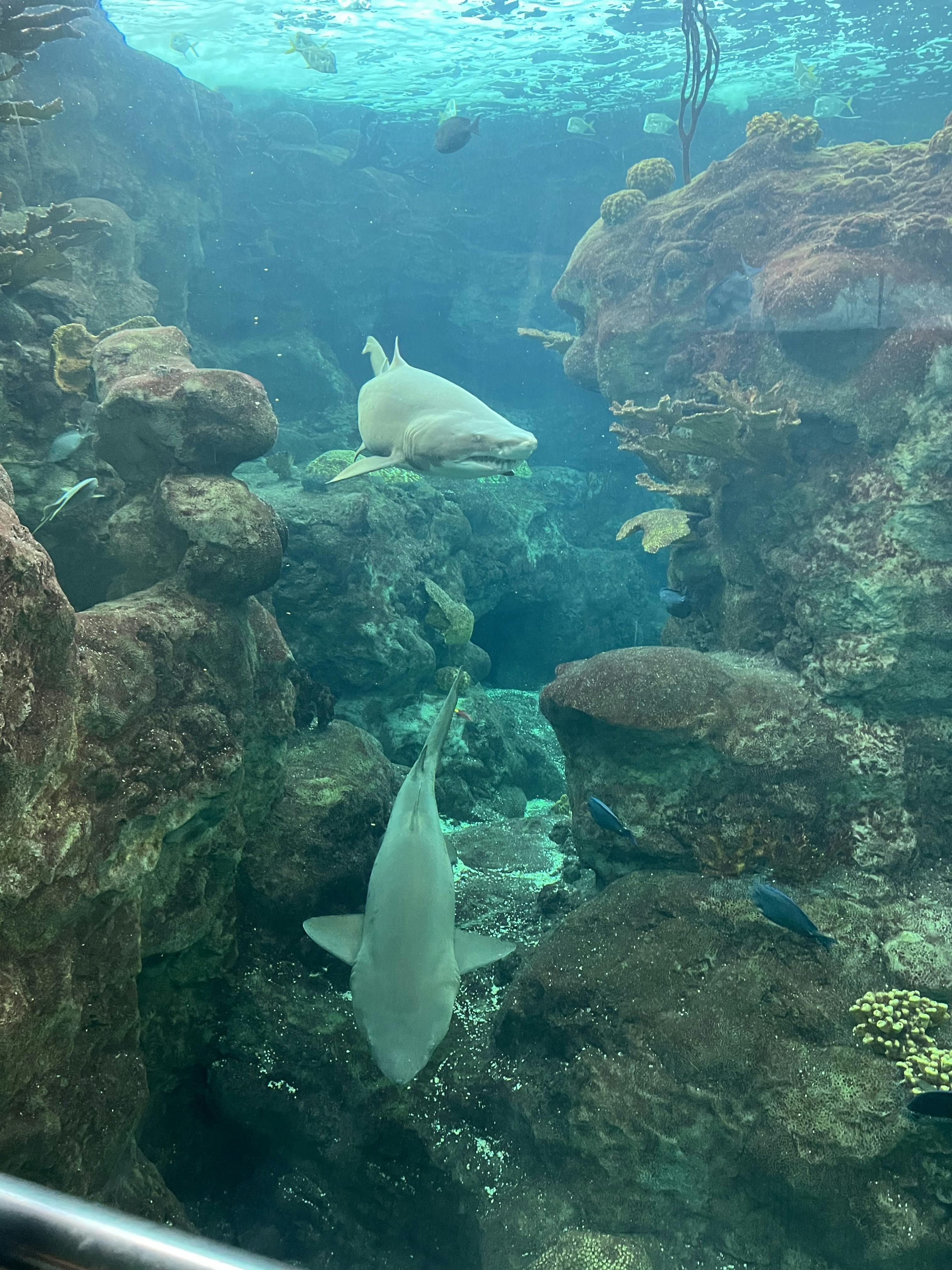 The Florida Aquarium Tickets | Tampa