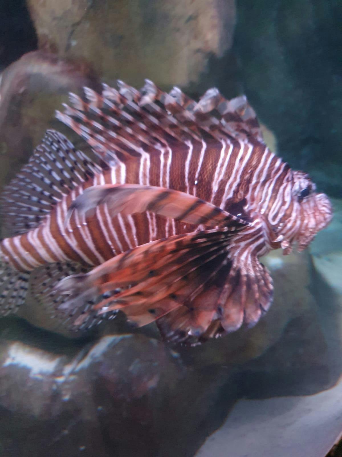 Exploris Aquarium tickets Portaferry