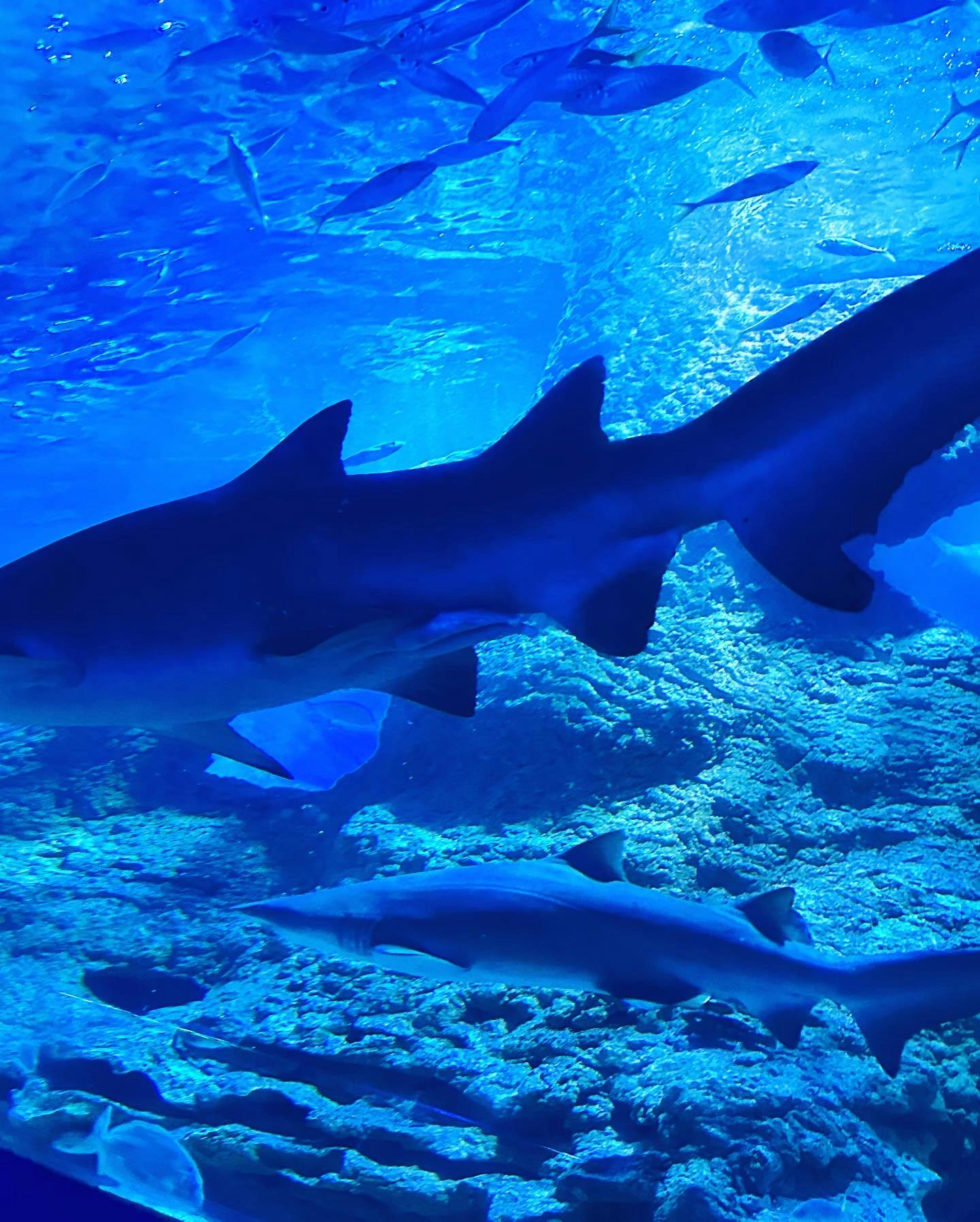 Tickets for AQWA The Aquarium of Western Australia