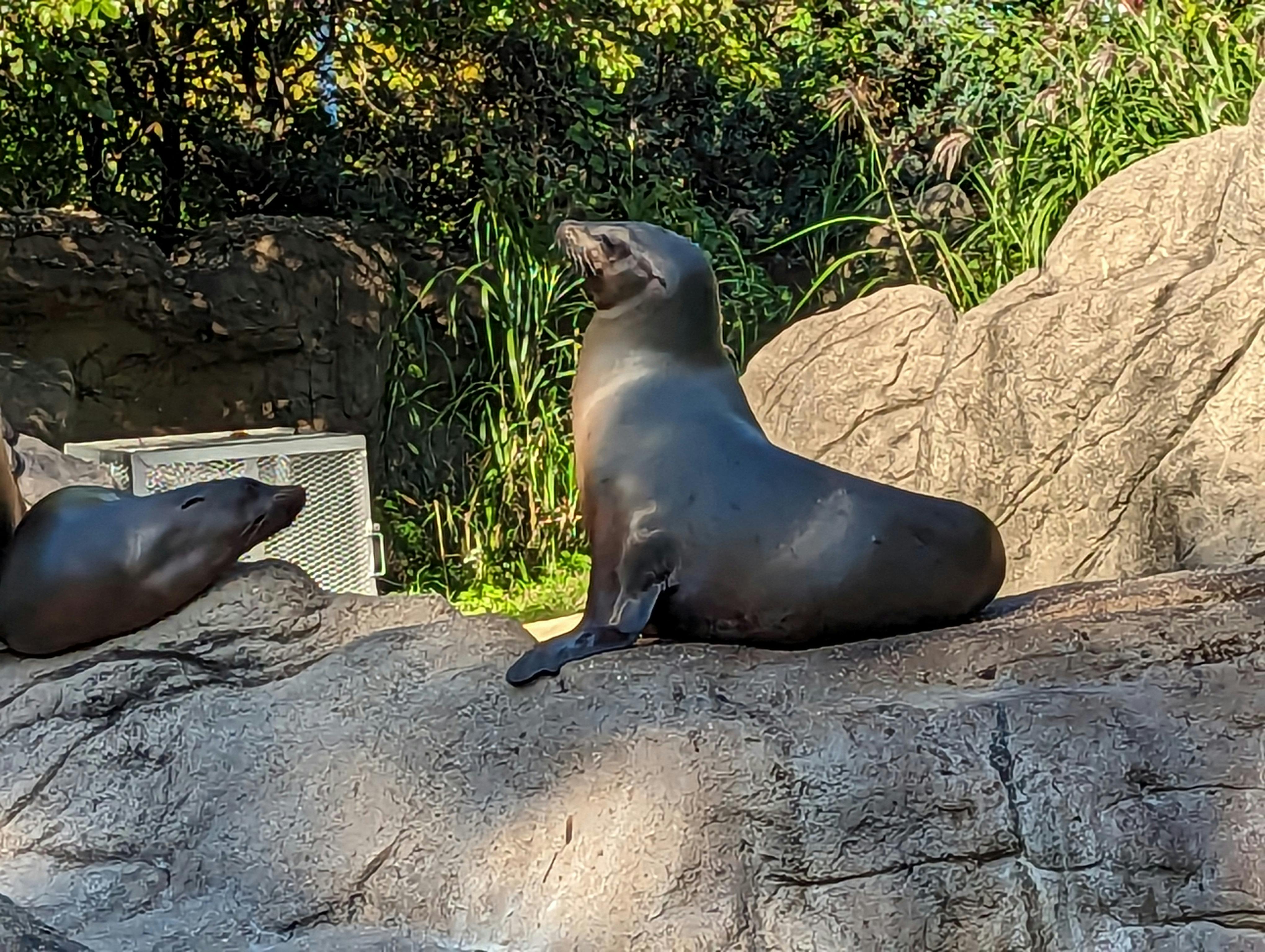 Bronx Zoo tickets New York