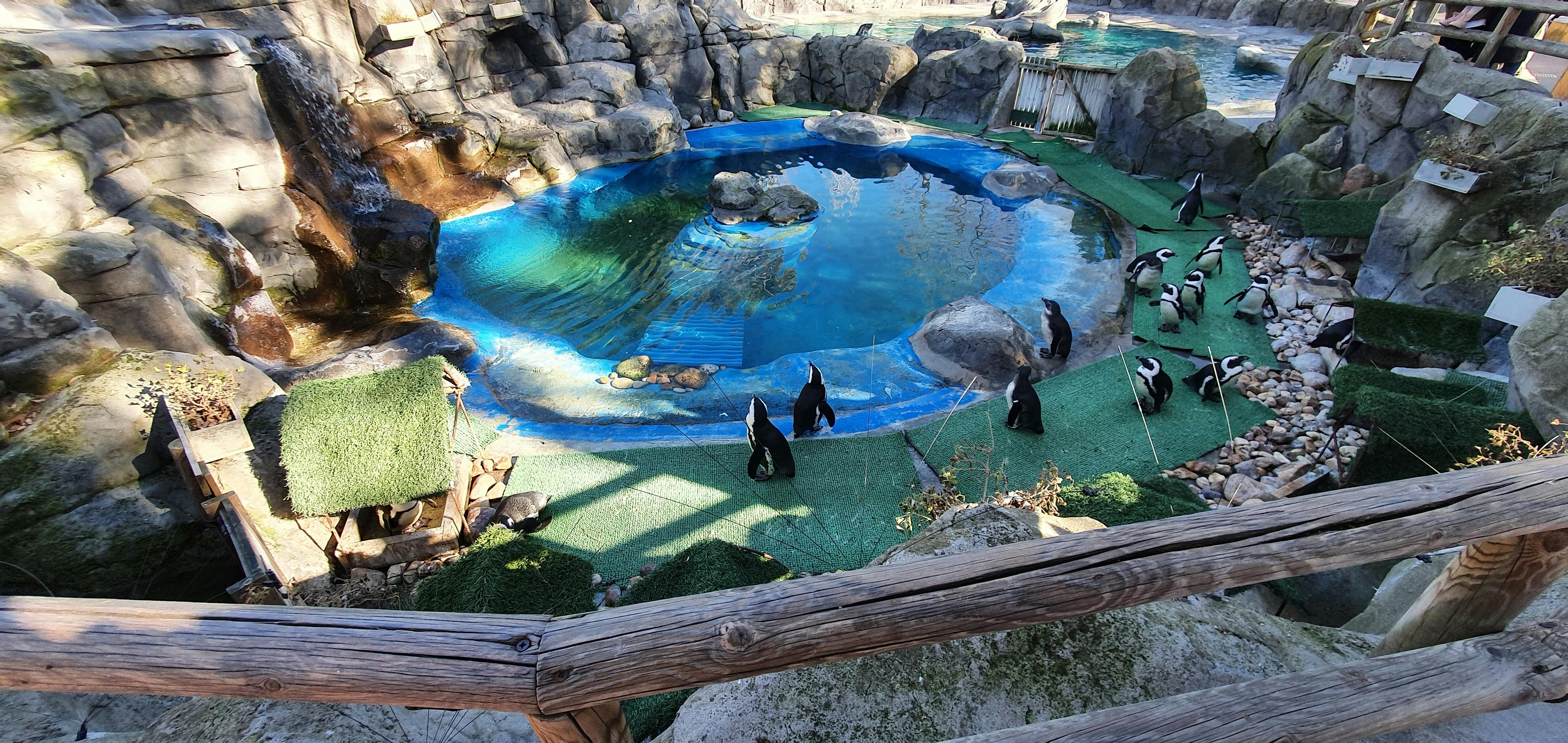 Tickets for Zoo Aquarium Madrid Tiqets