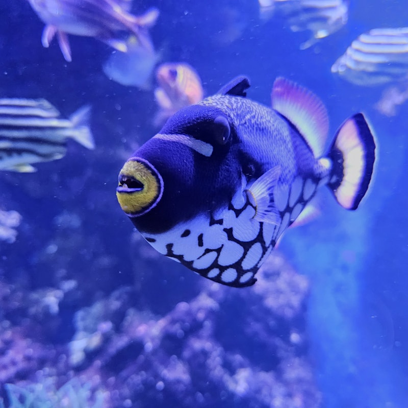 Biglietti per l'Acquario di Livorno Tiqets Biglietti per l'Acquario di Livorno Tiqets