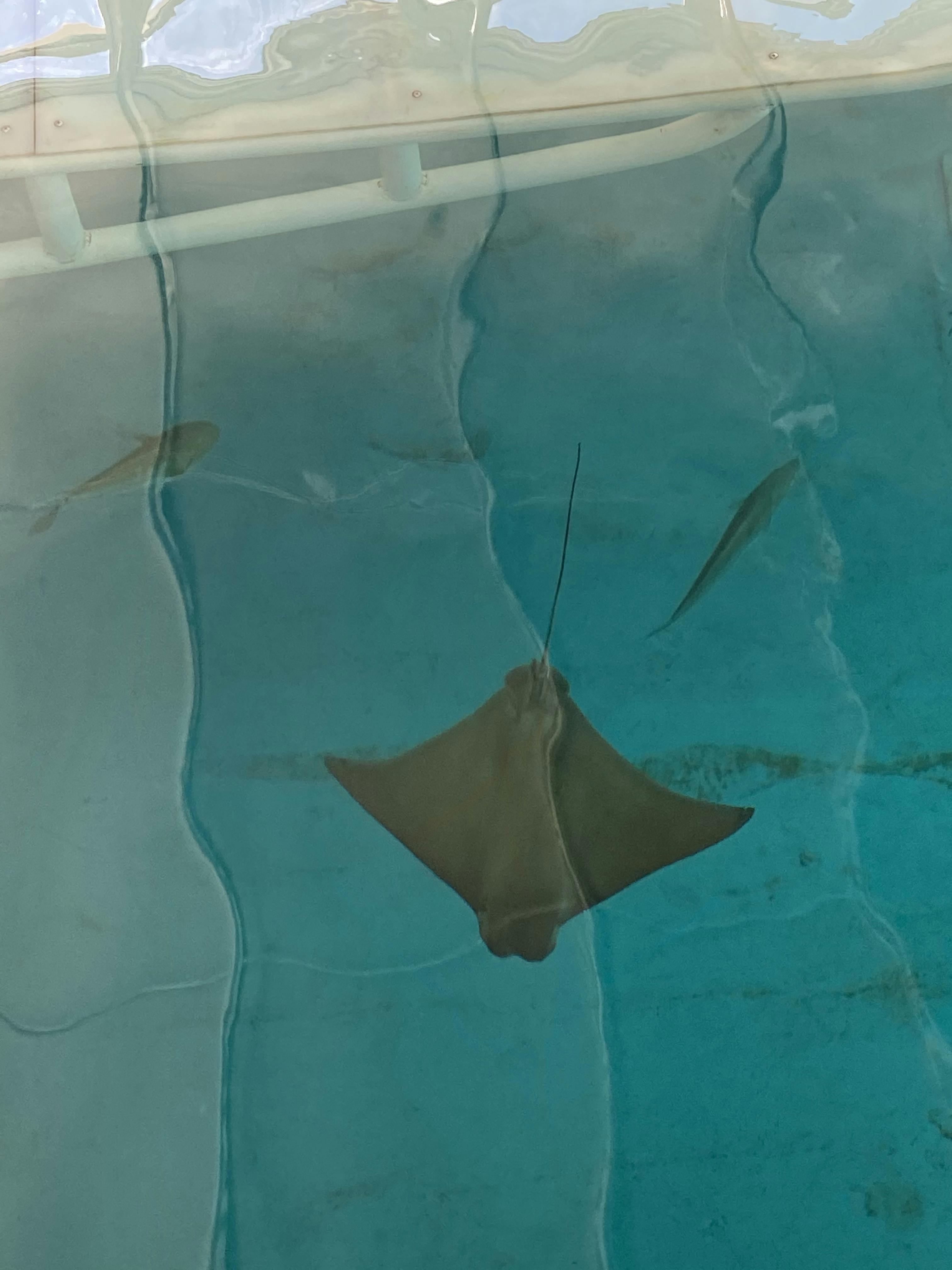 clearwater marine aquarium tickets