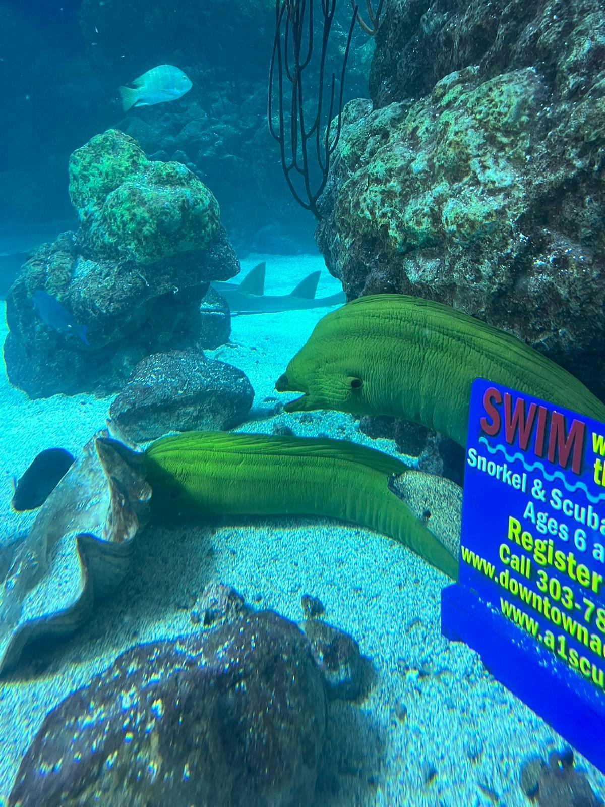 Downtown Aquarium Denver Tickets Book Online!