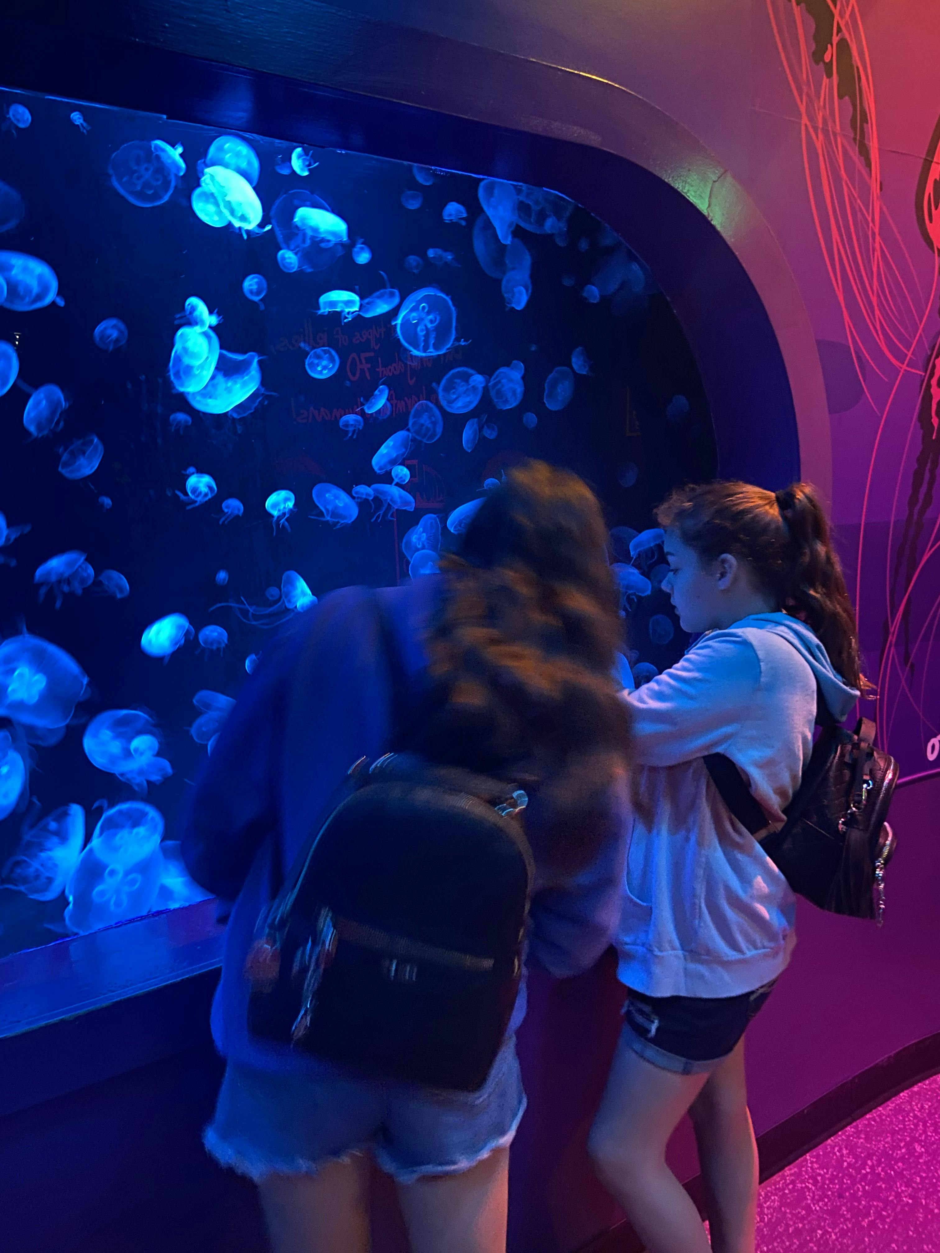 SEA LIFE Grapevine Aquarium Dallas tickets Dallas