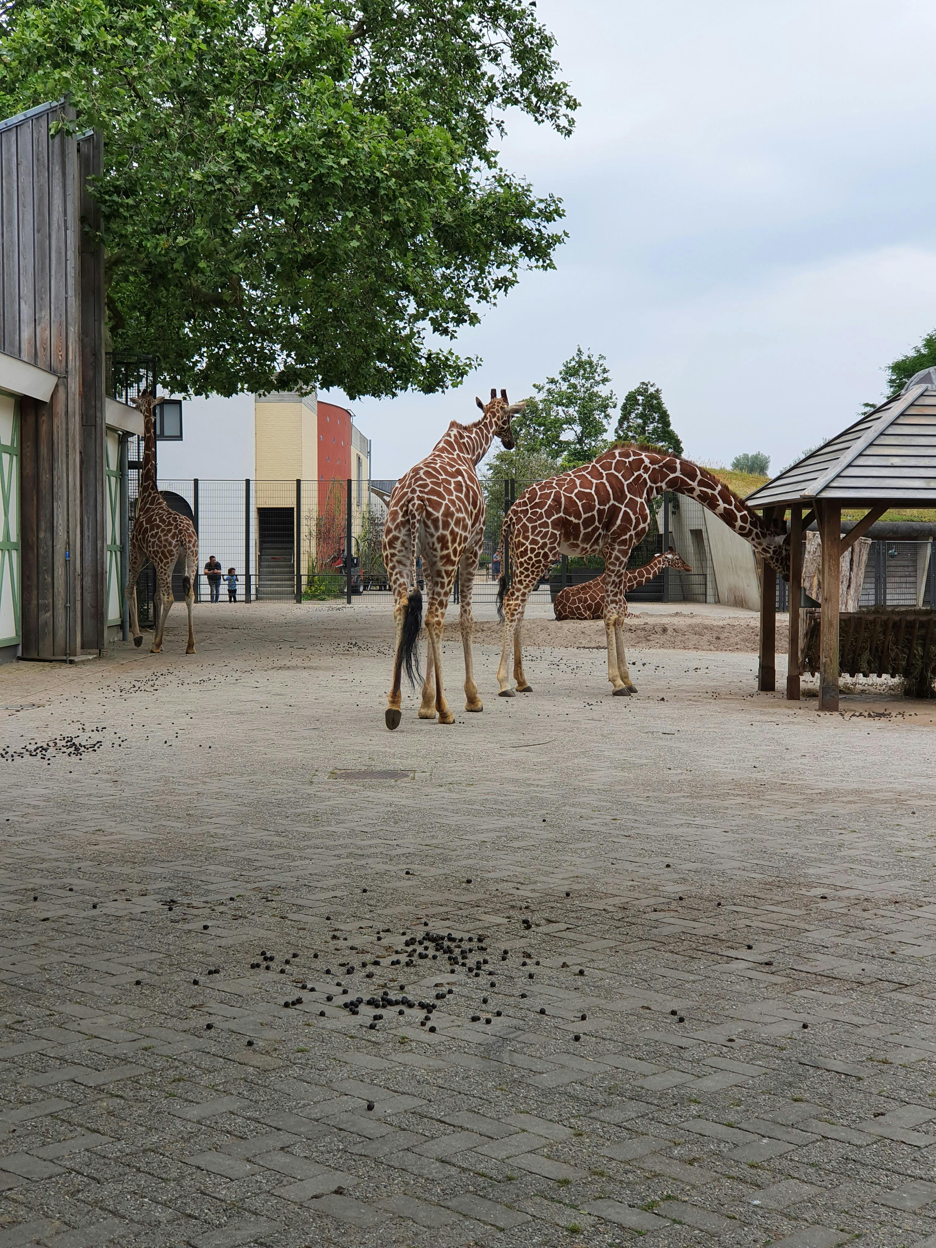 ファッションの オランダ Verkadeカードブック アルティス動物園の動物 