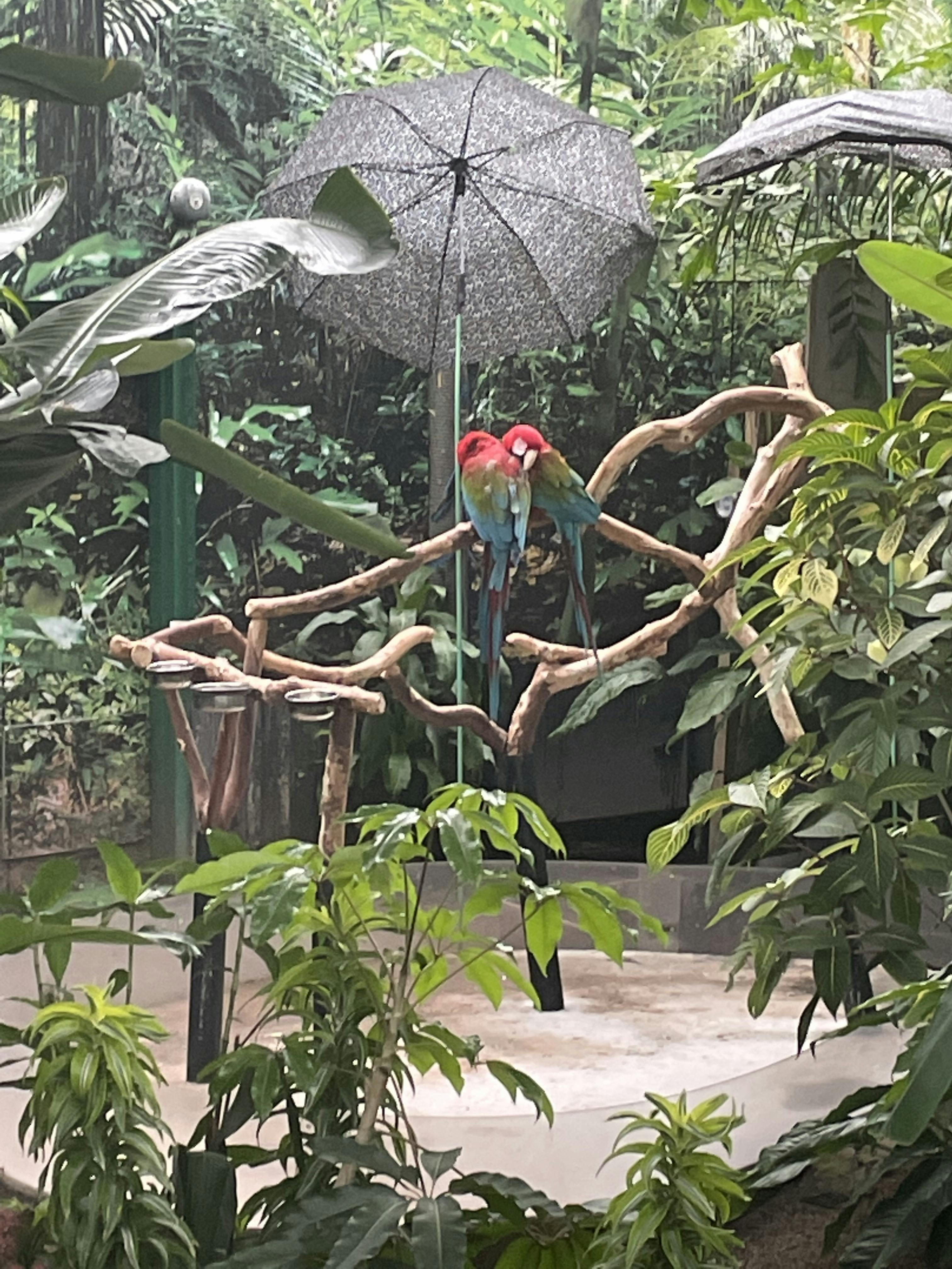 Bloedel Conservatory | Tiqets