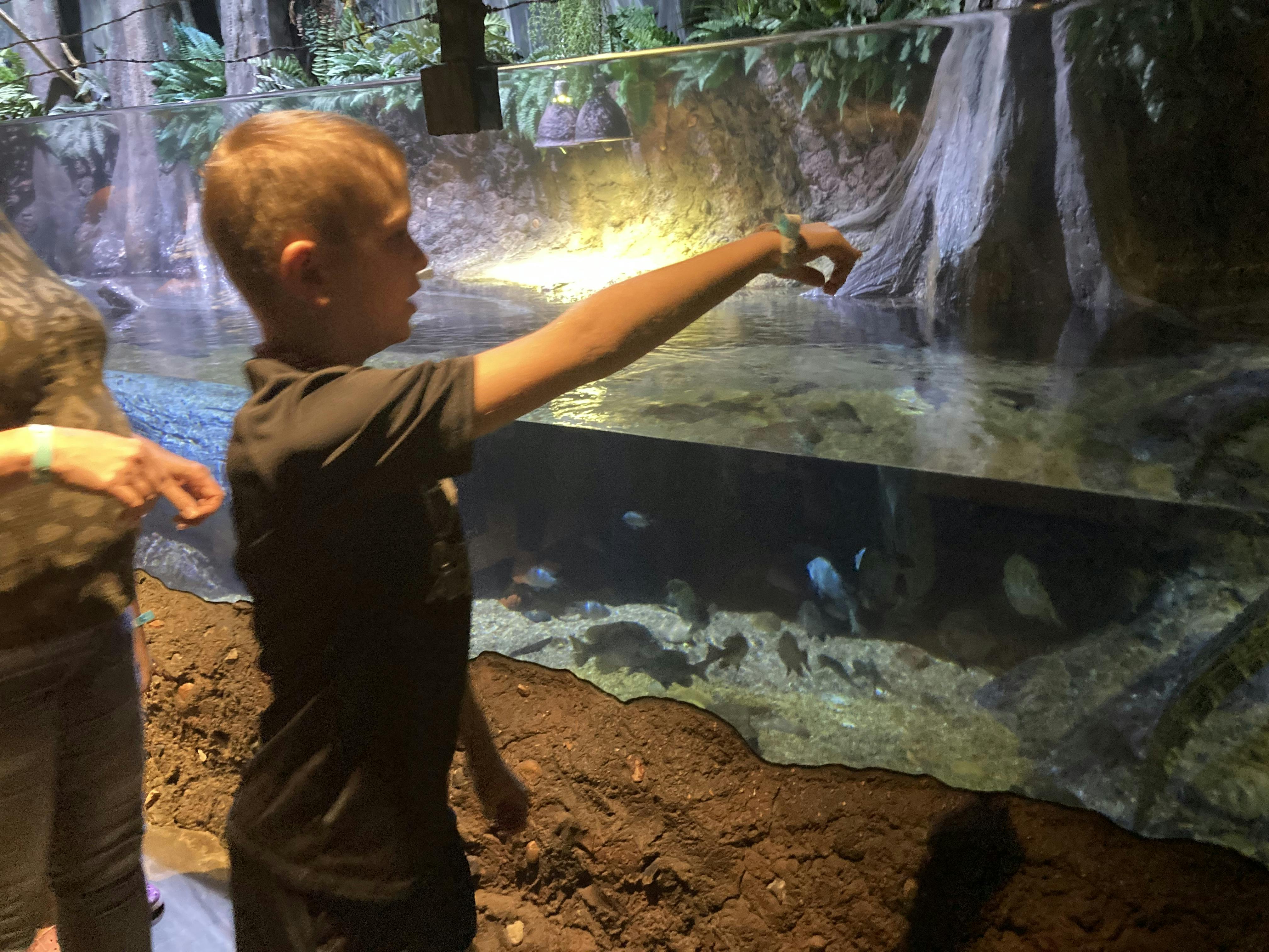 Downtown Aquarium Houston Tickets Tiqets