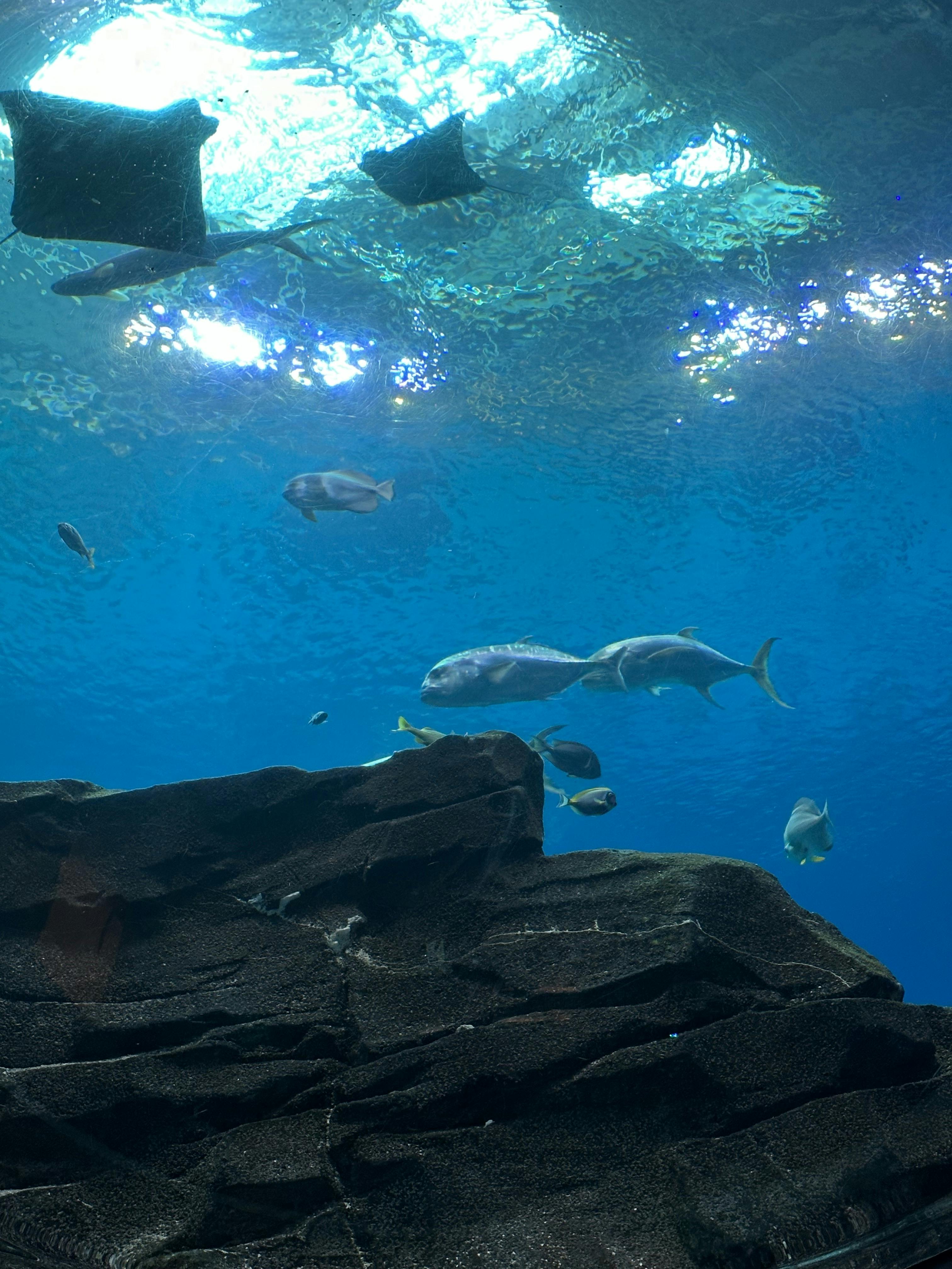 Aquarium Tickets Atlanta