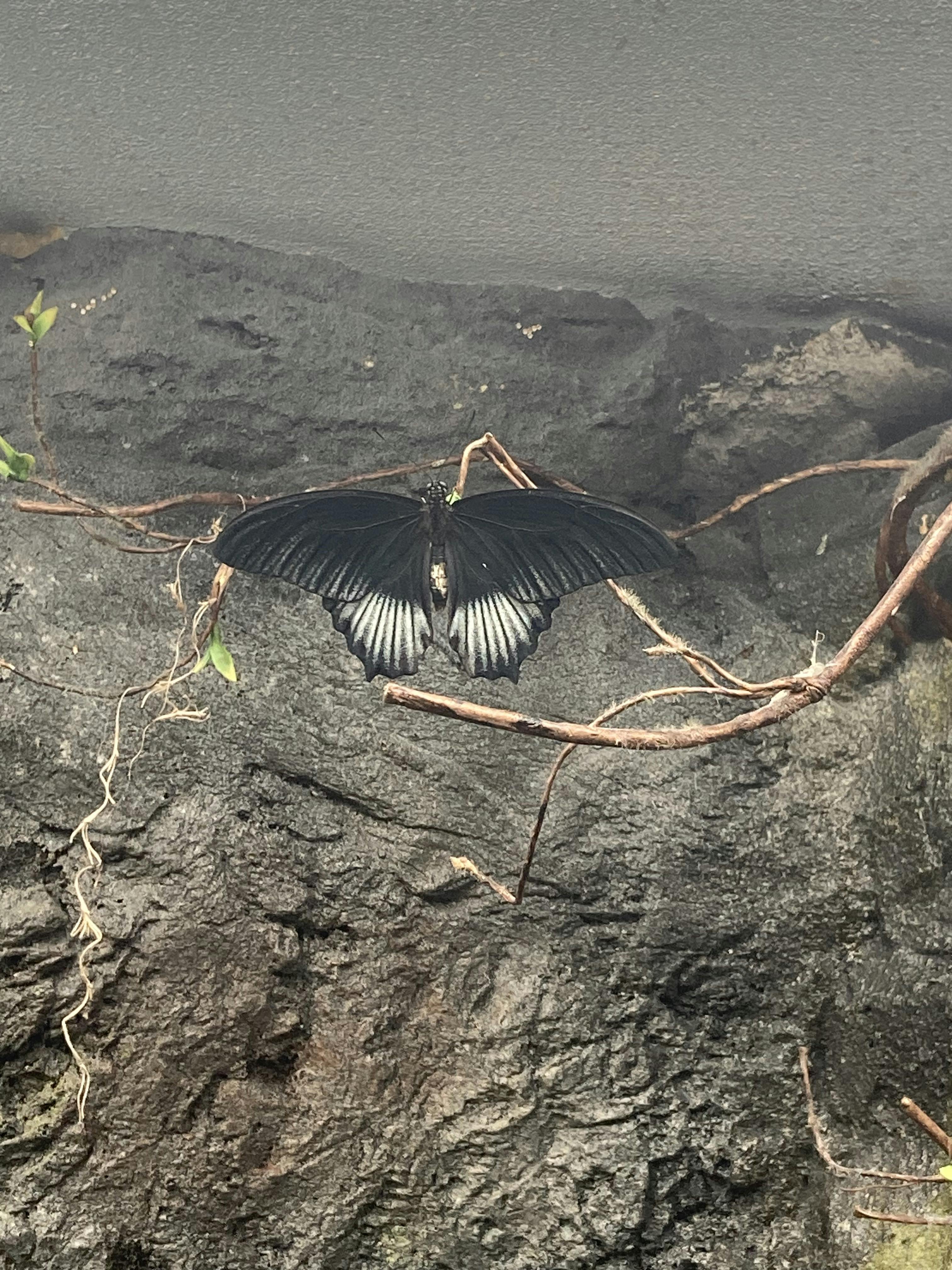 Papilonia Butterfly House tickets Prague