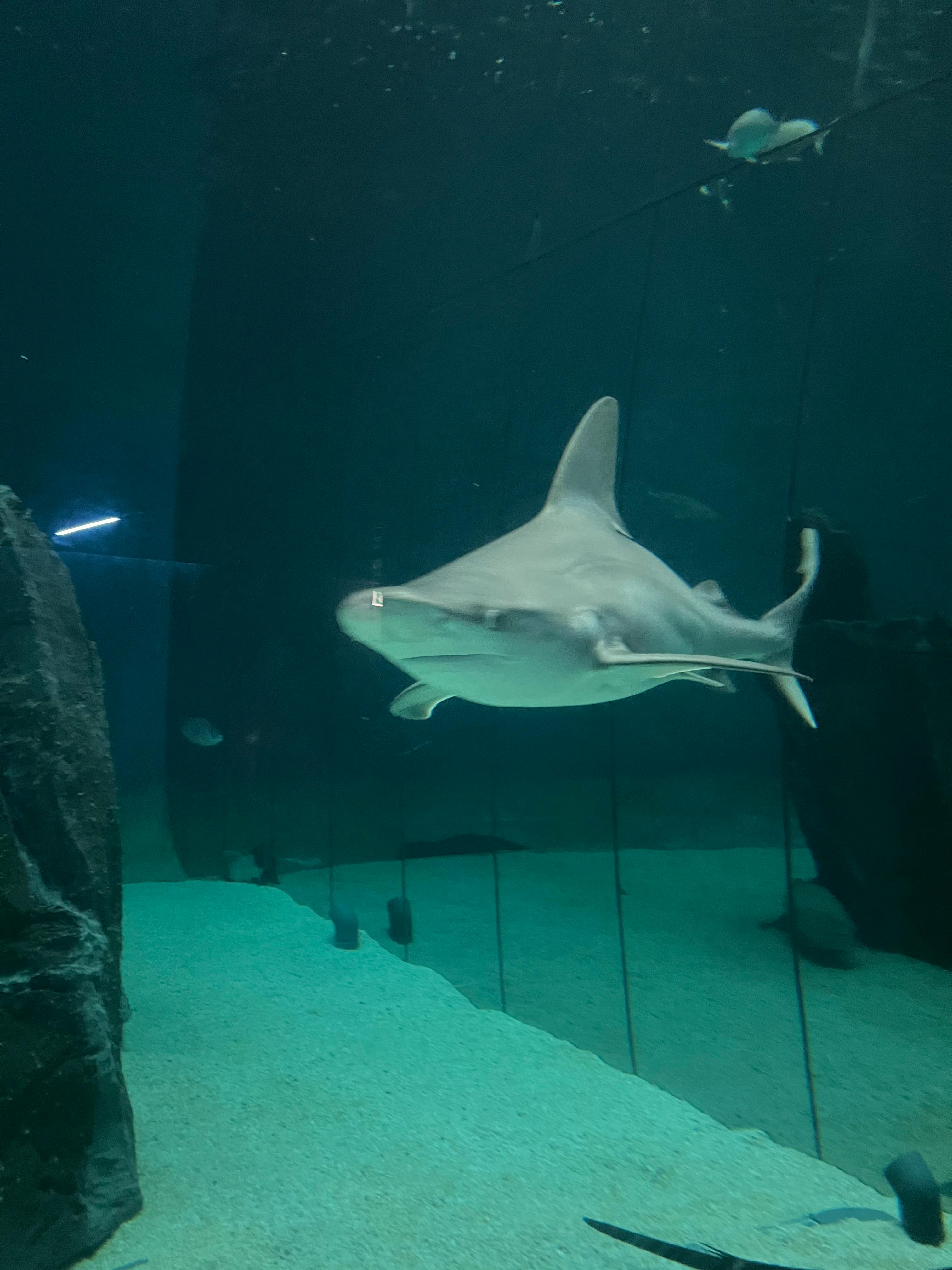 ジェノヴァ水族館 + 生物圏