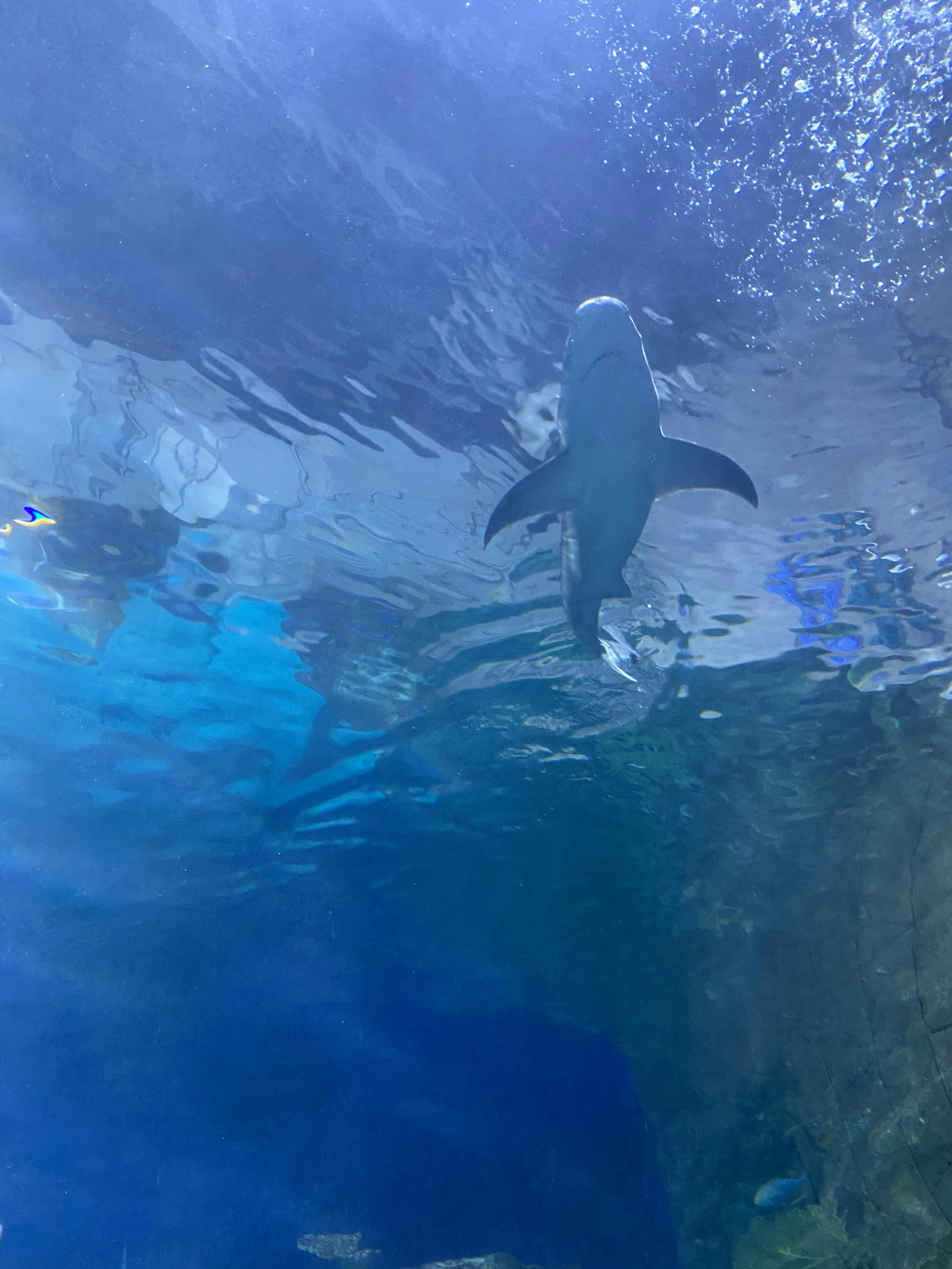 Downtown Aquarium Denver Tickets Denver