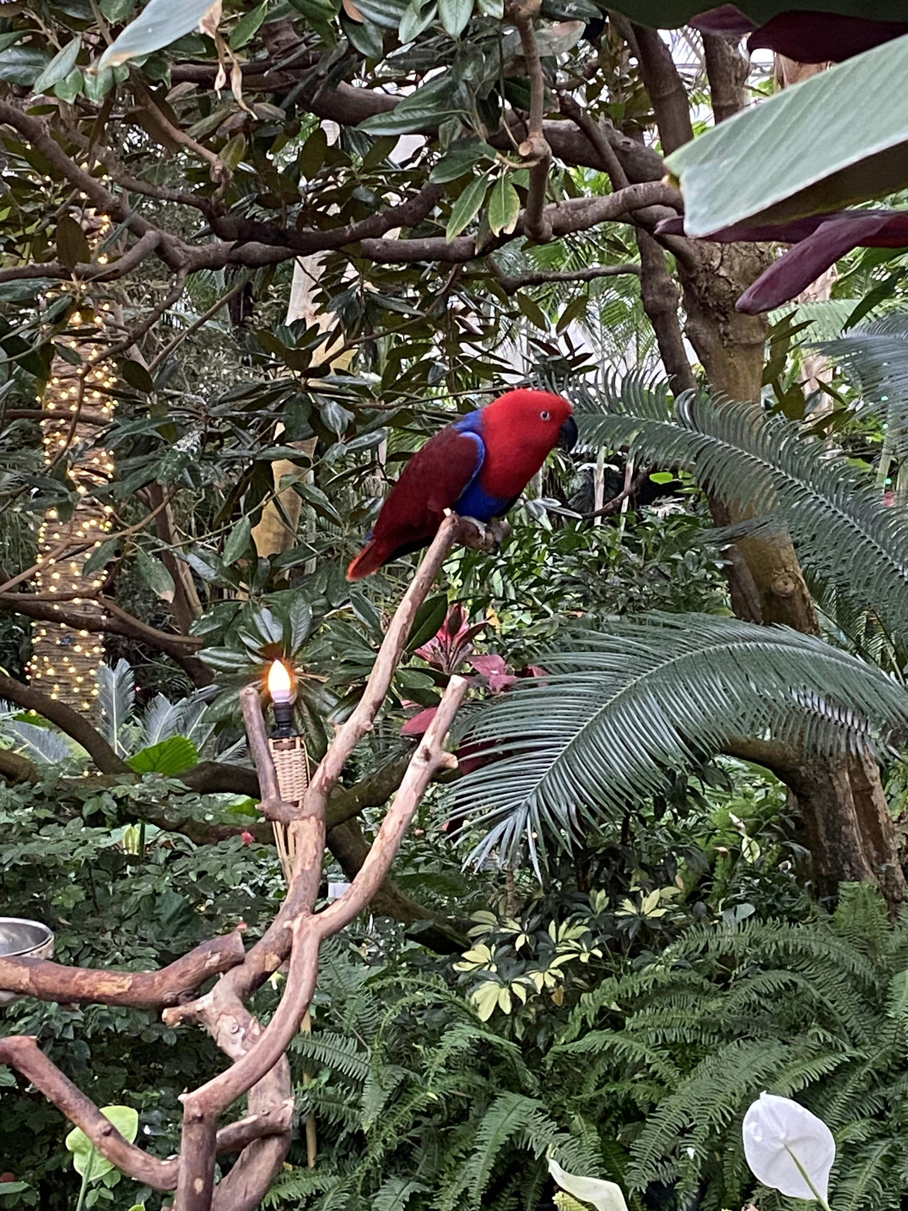 Bloedel Conservatory | Tiqets