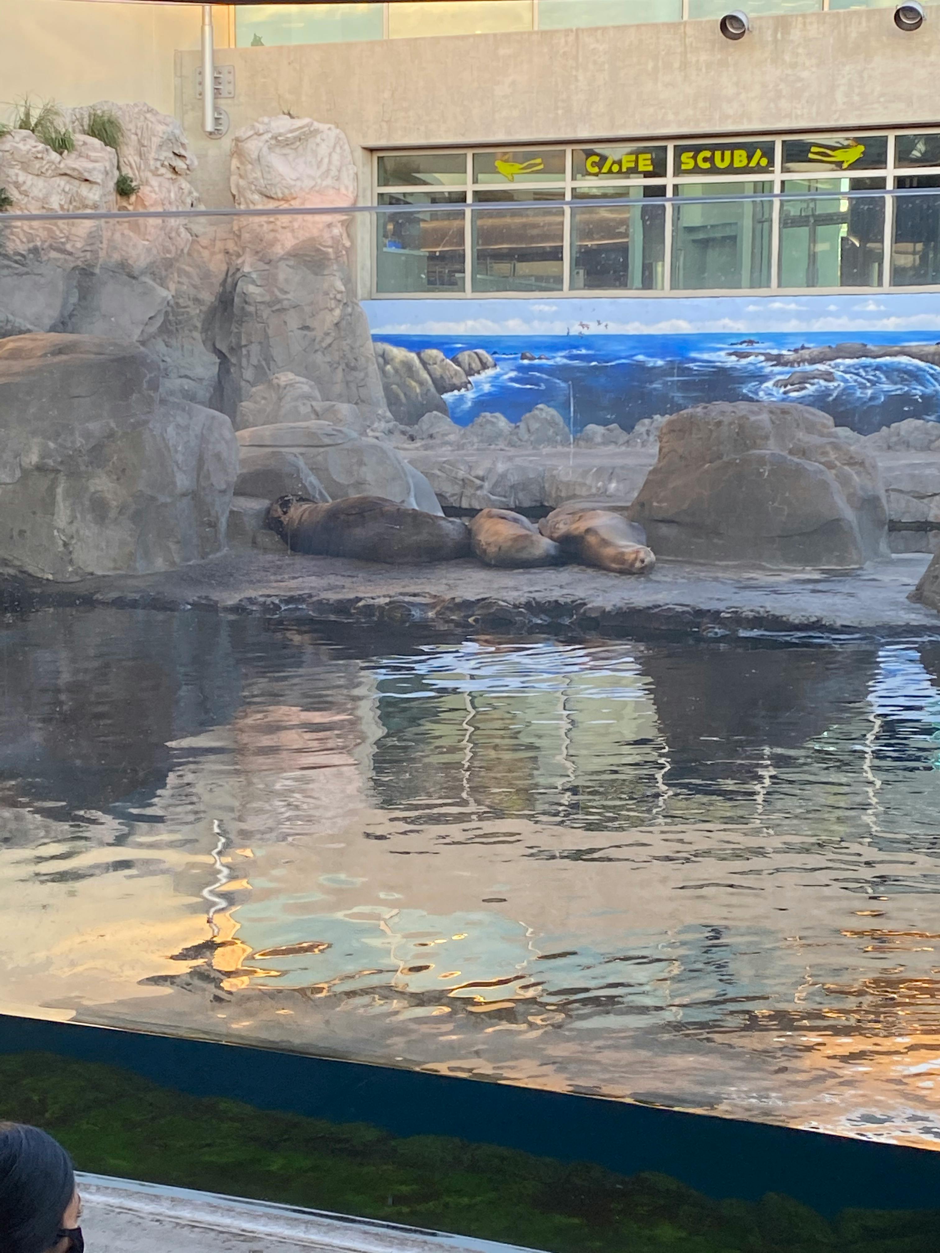 Aquarium of the Pacific Tickets