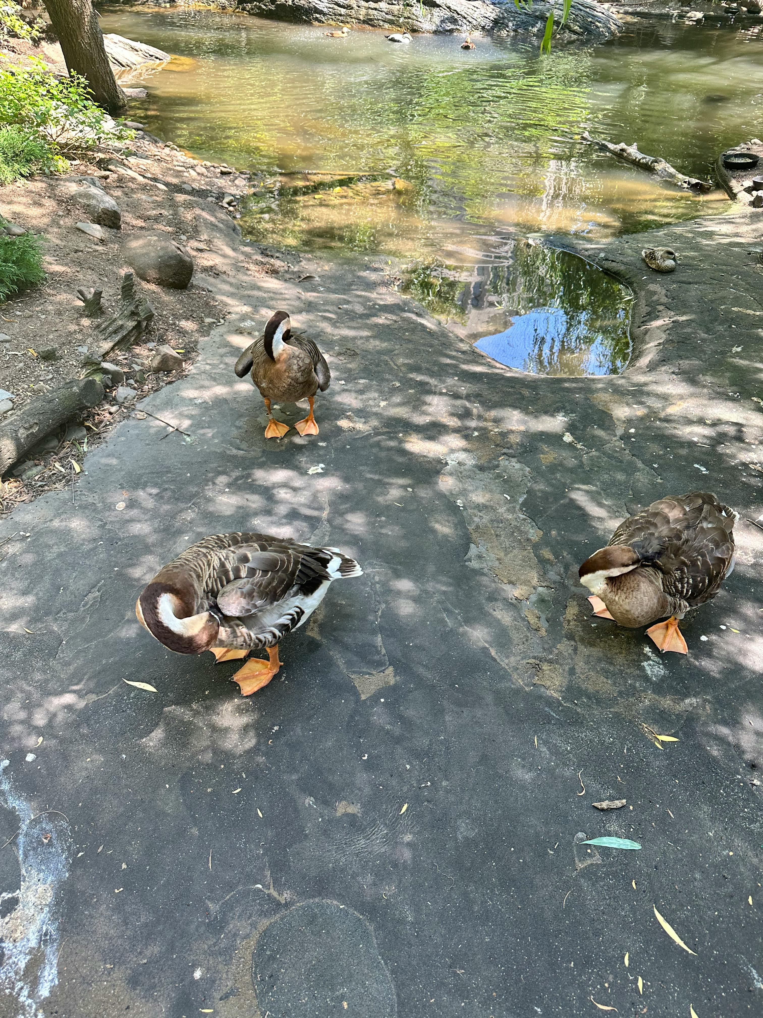 Central Park Zoo Tickets New York