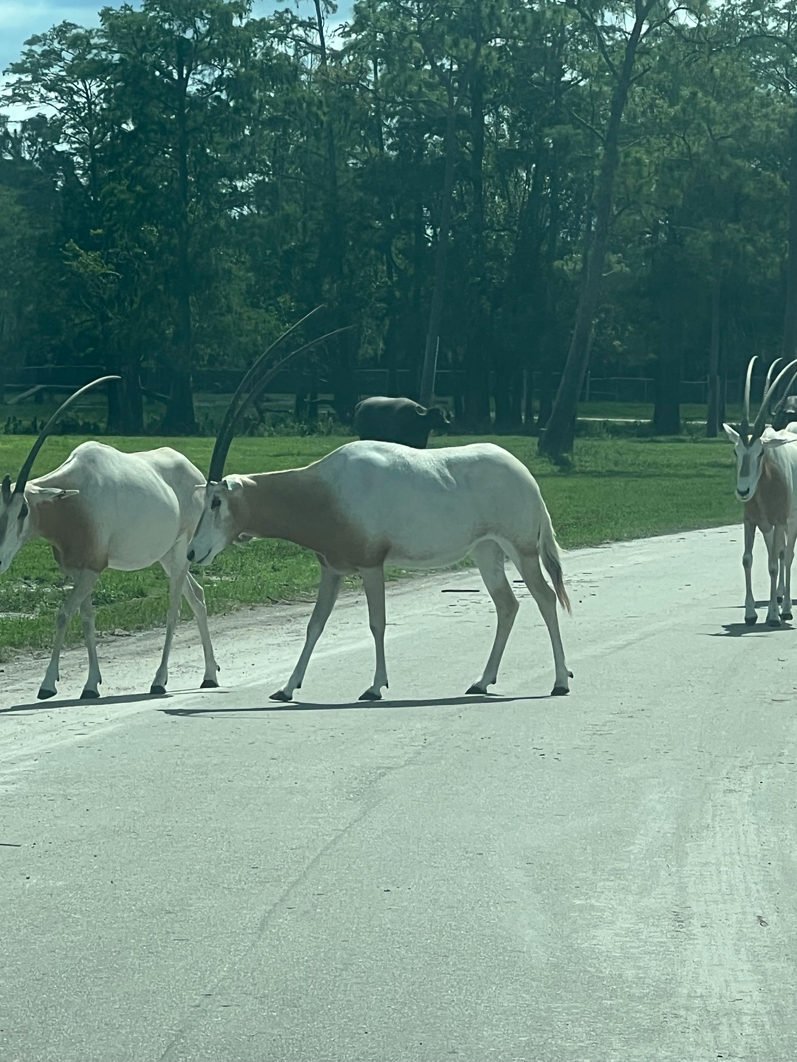 Lion Country Safari Tickets Loxahatchee