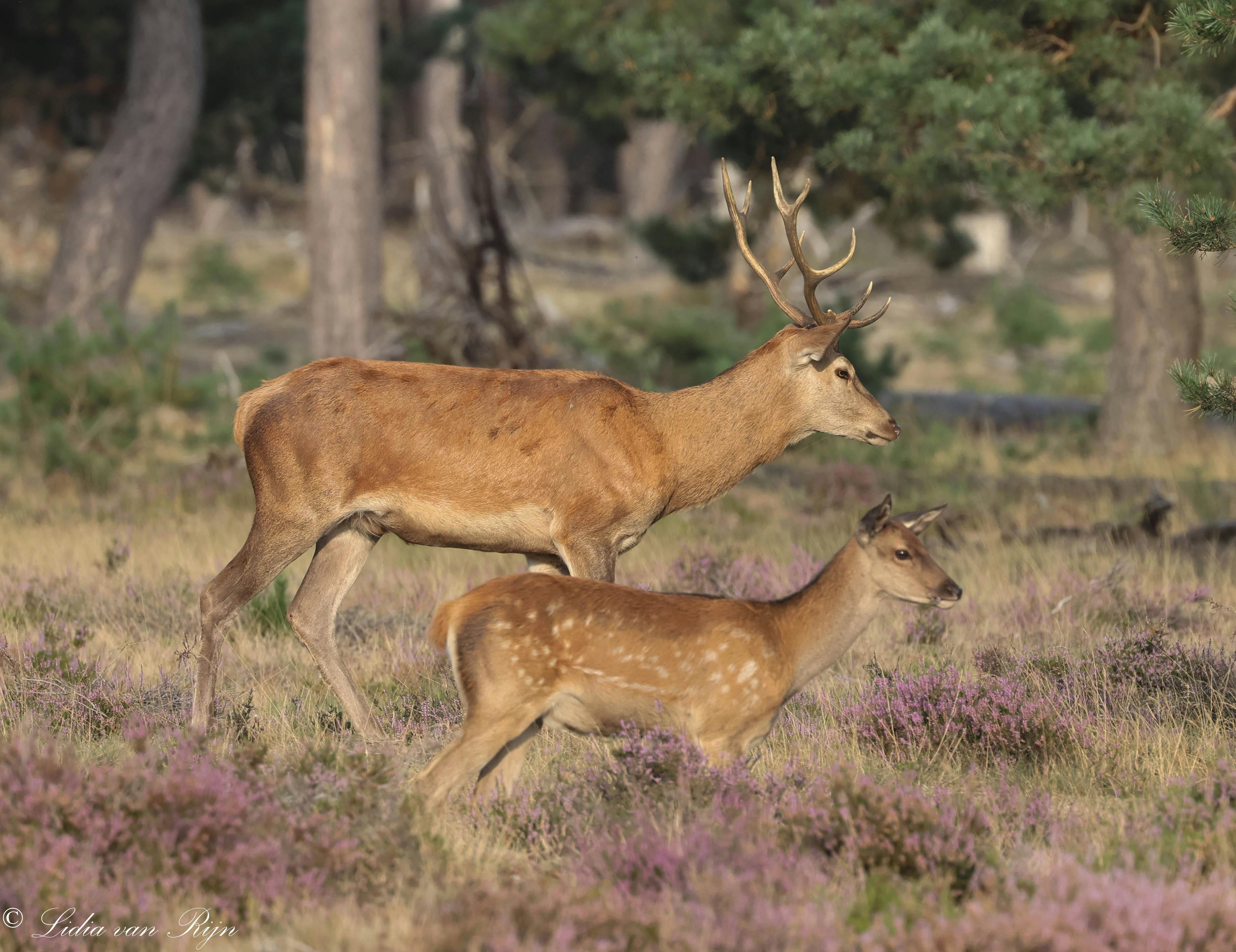 Tickets voor Het Nationale Park De Hoge Veluwe Otterlo