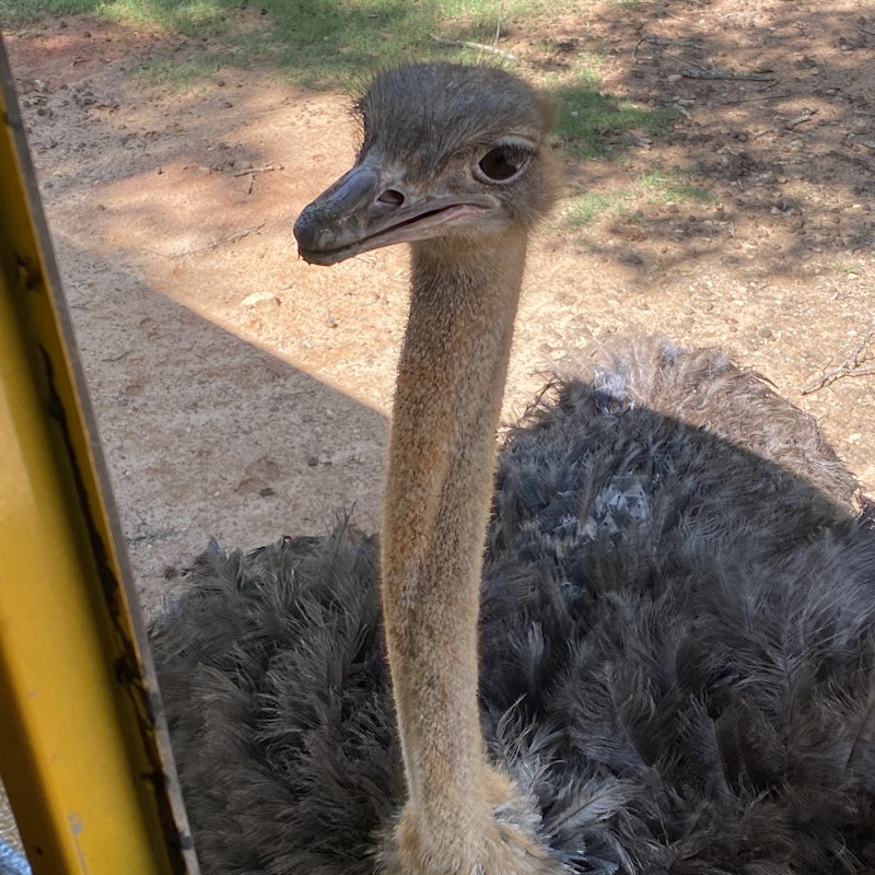 Wild Animal Safari Georgia Tickets - Pine Mountain | Tiqets.com