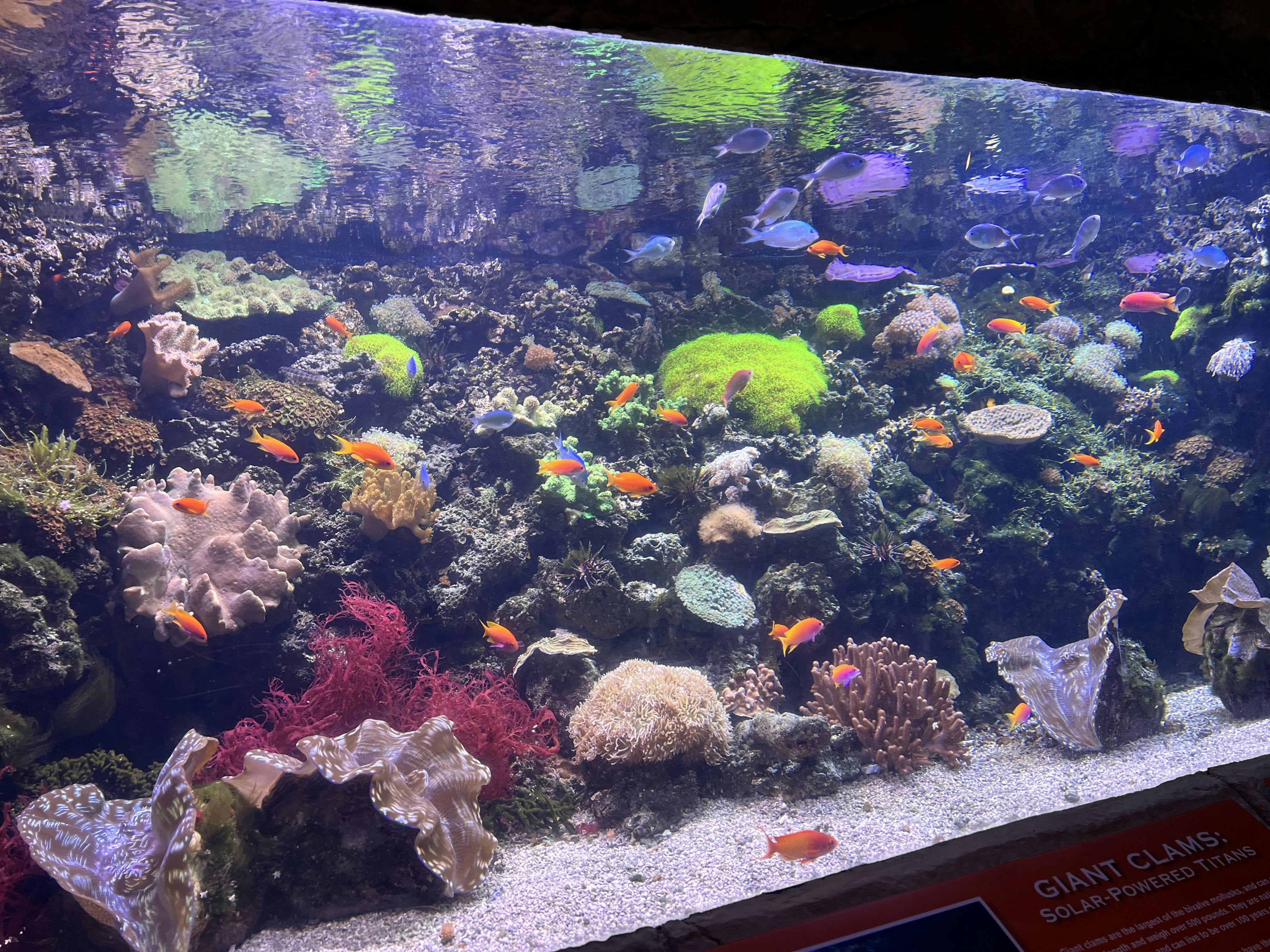 Downtown Aquarium Denver Tickets Tiqets