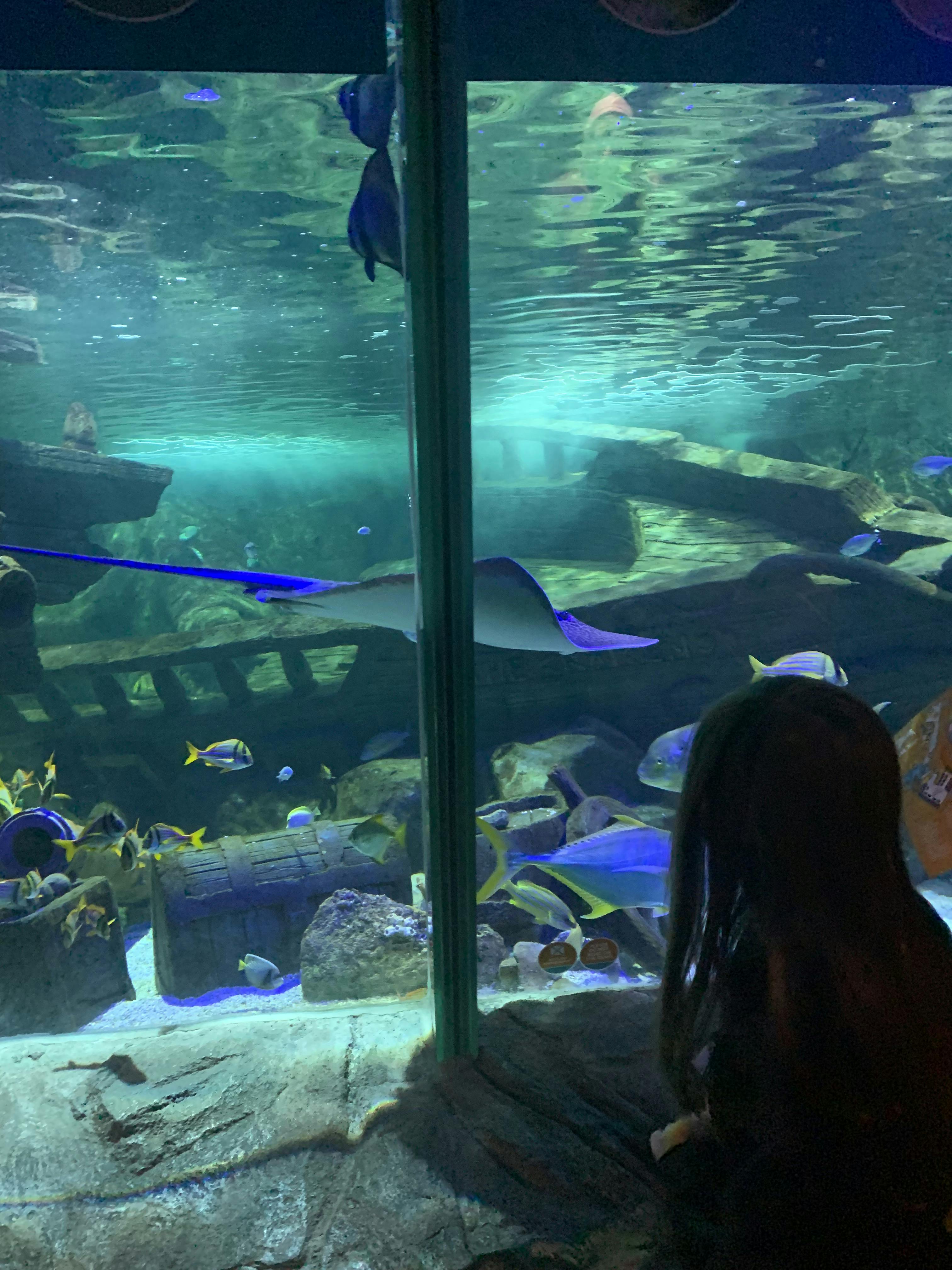 Exploris Aquarium Tickets Portaferry