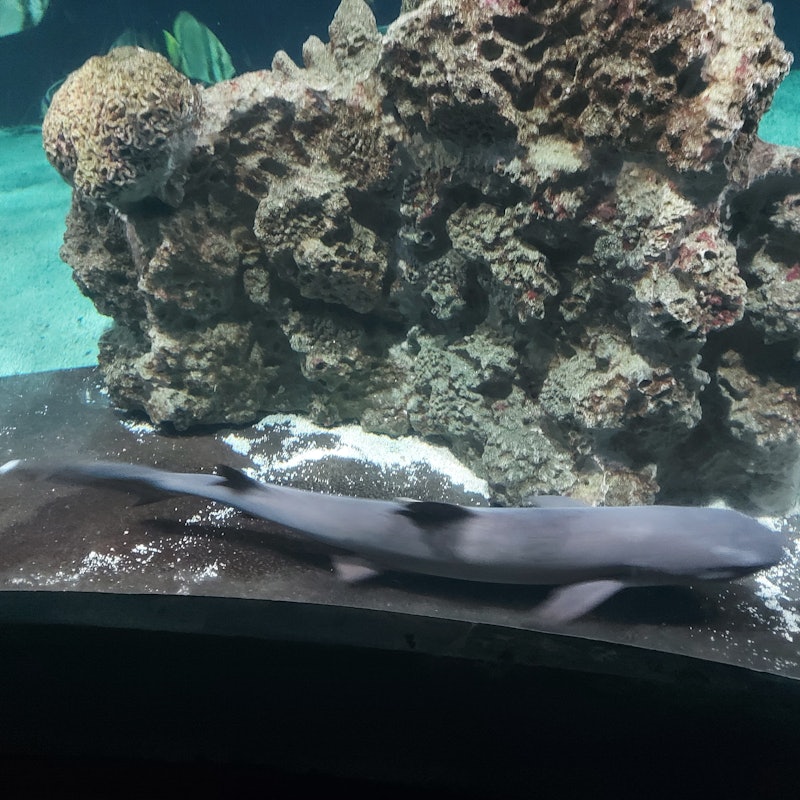 Biglietti per Acquario di Livorno Livorno Biglietti per Acquario di Livorno Livorno