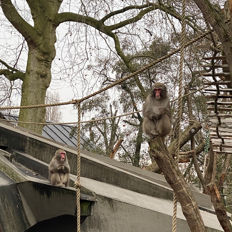アルティス アムステルダム王立動物園のチケットーアムステルダム Tiqets Com アルティス アムステルダム王立動物園のチケットーアムステルダム Tiqets Com