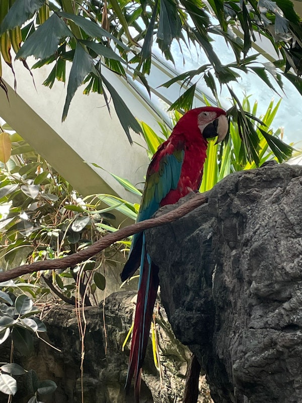 Parrots at the Central Park Zoo