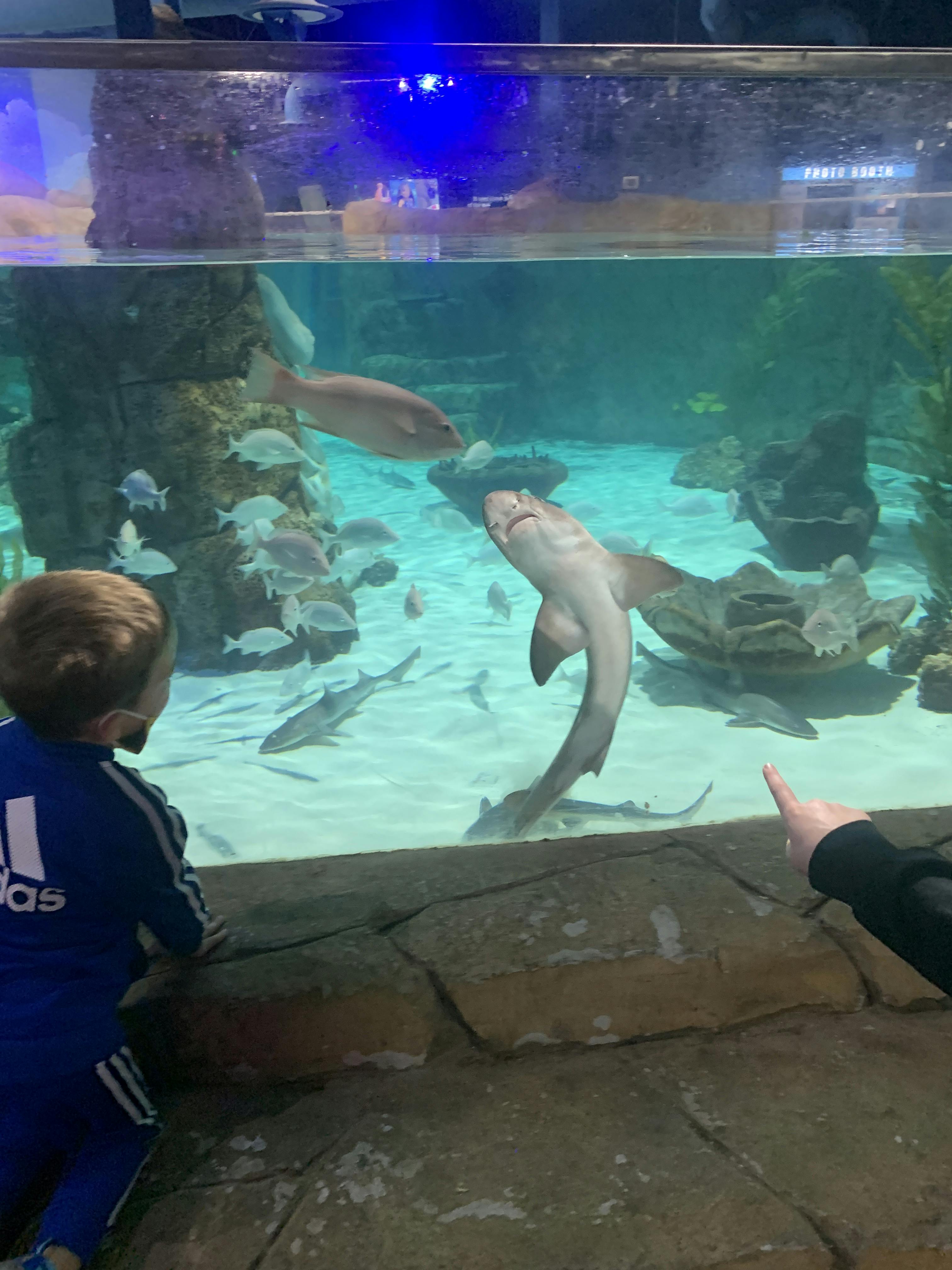 SeaQuest Woodbridge tickets Woodbridge