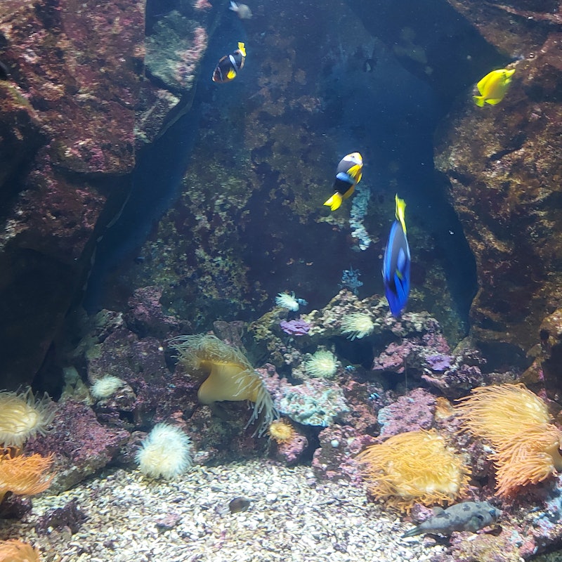 Biglietti per Acquario di Livorno Livorno Biglietti per Acquario di Livorno Livorno
