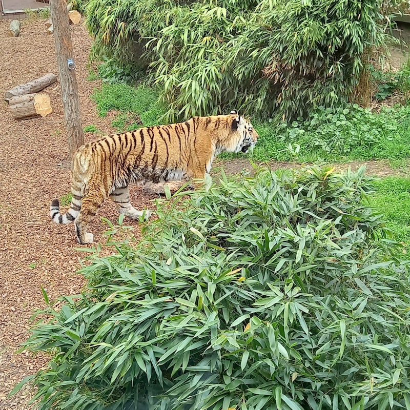 Colchester Zoo Tickets | Colchester