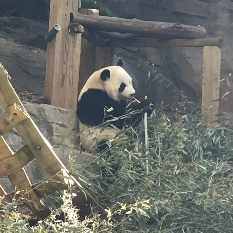 アトランタ動物園 Tiqets アトランタ動物園 Tiqets