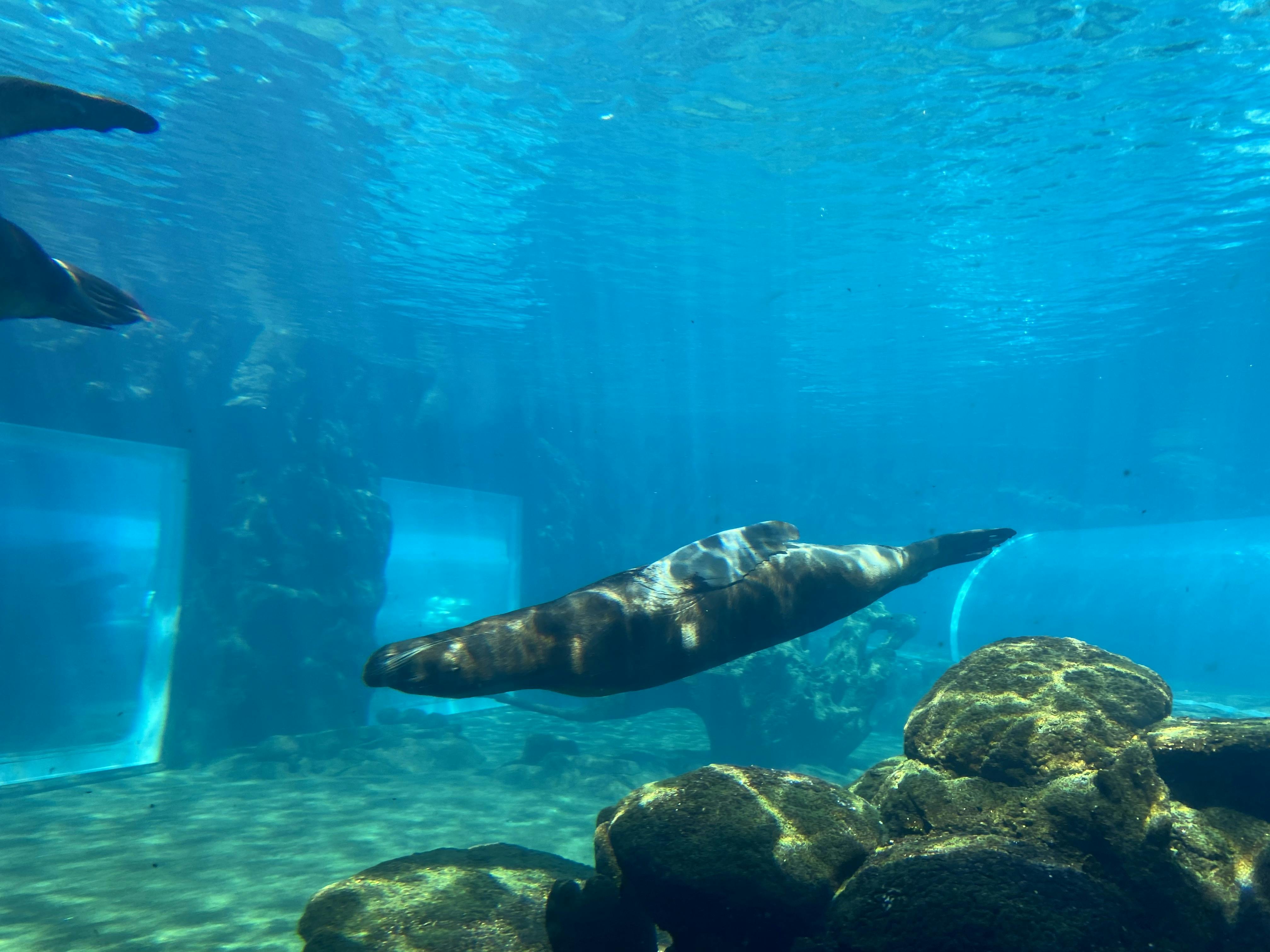 Colchester Zoo Tickets Colchester