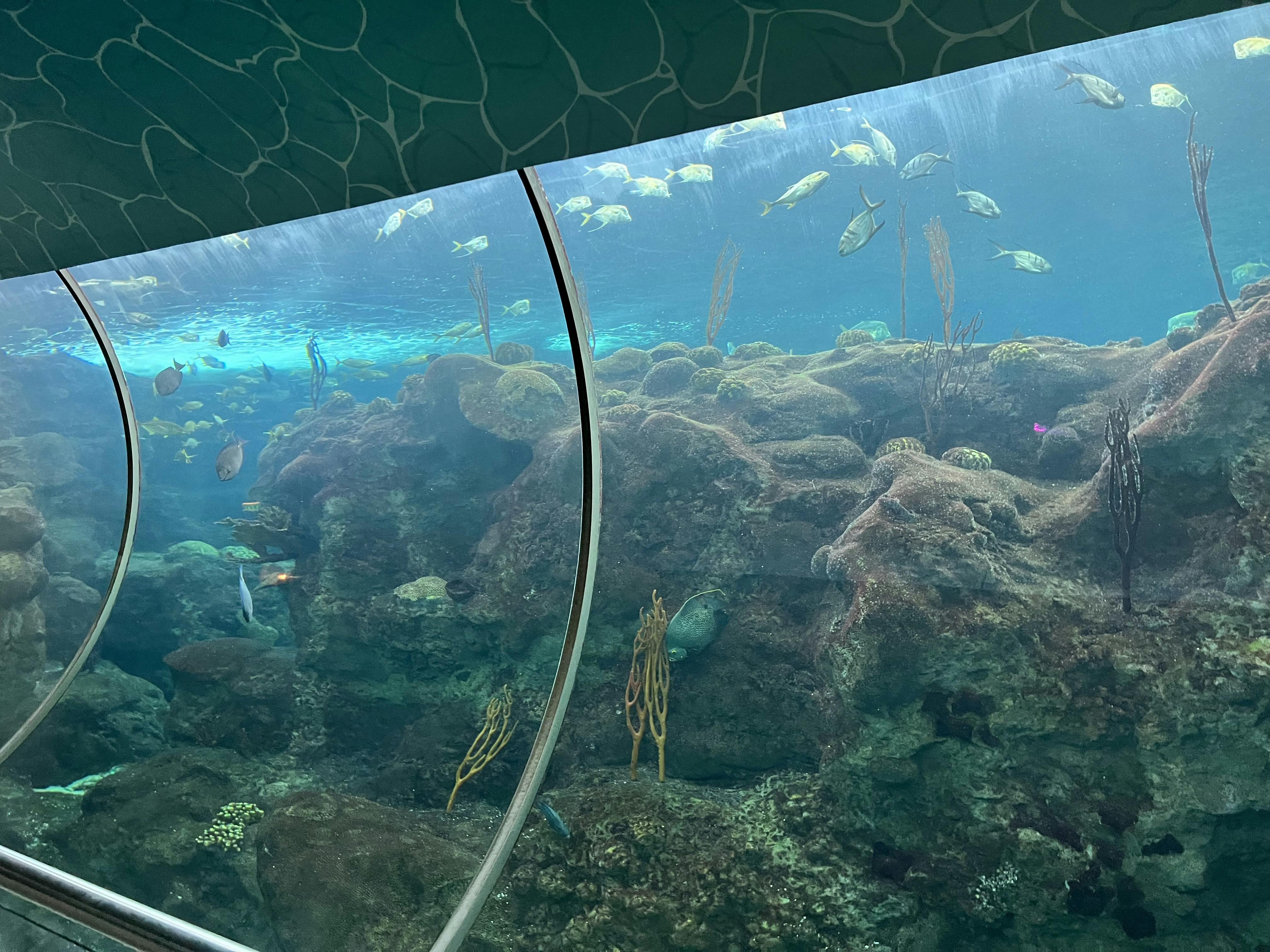 Skip The Line Florida Aquarium Tickets Tiqets