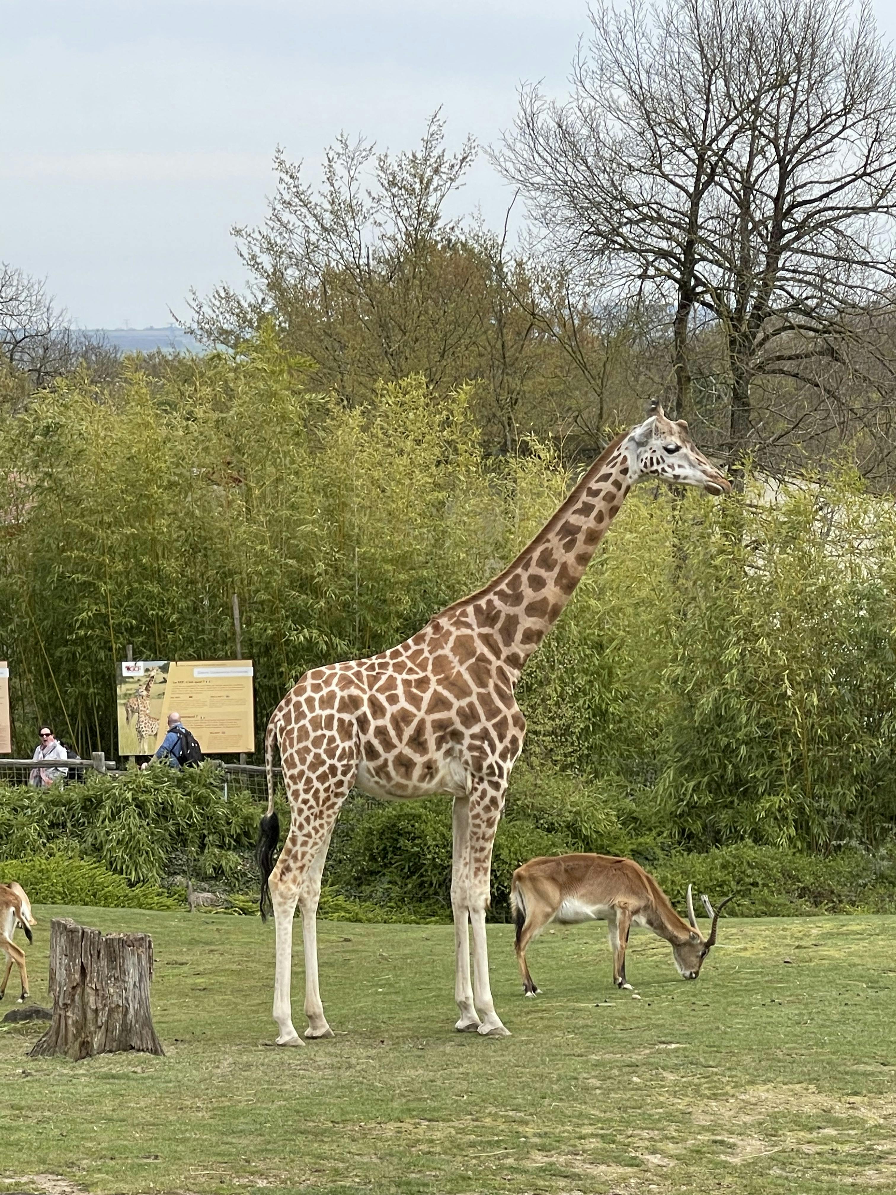 Zoo Amnéville Tickets Amnéville