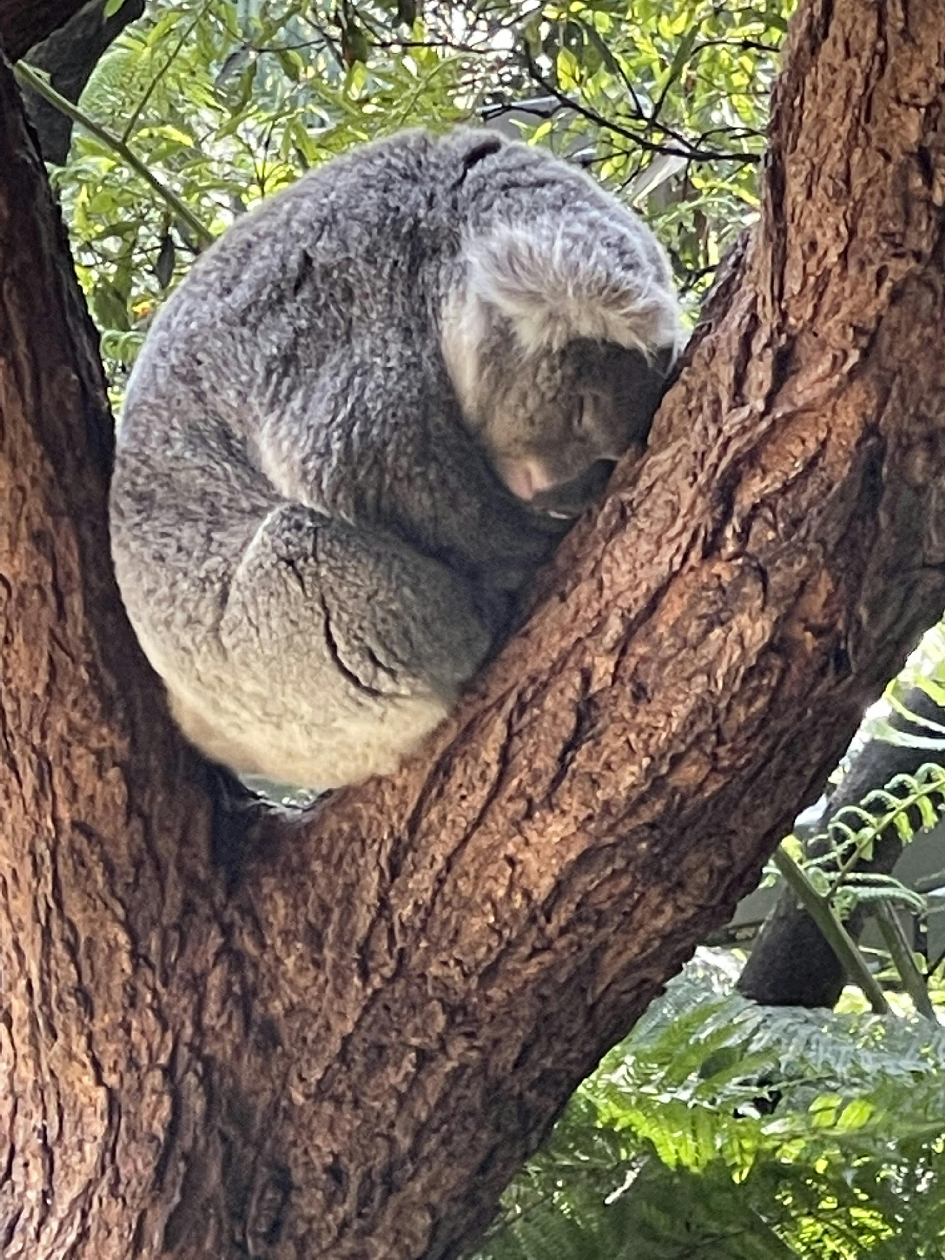 Taronga Zoo Sydney tickets | Mosman