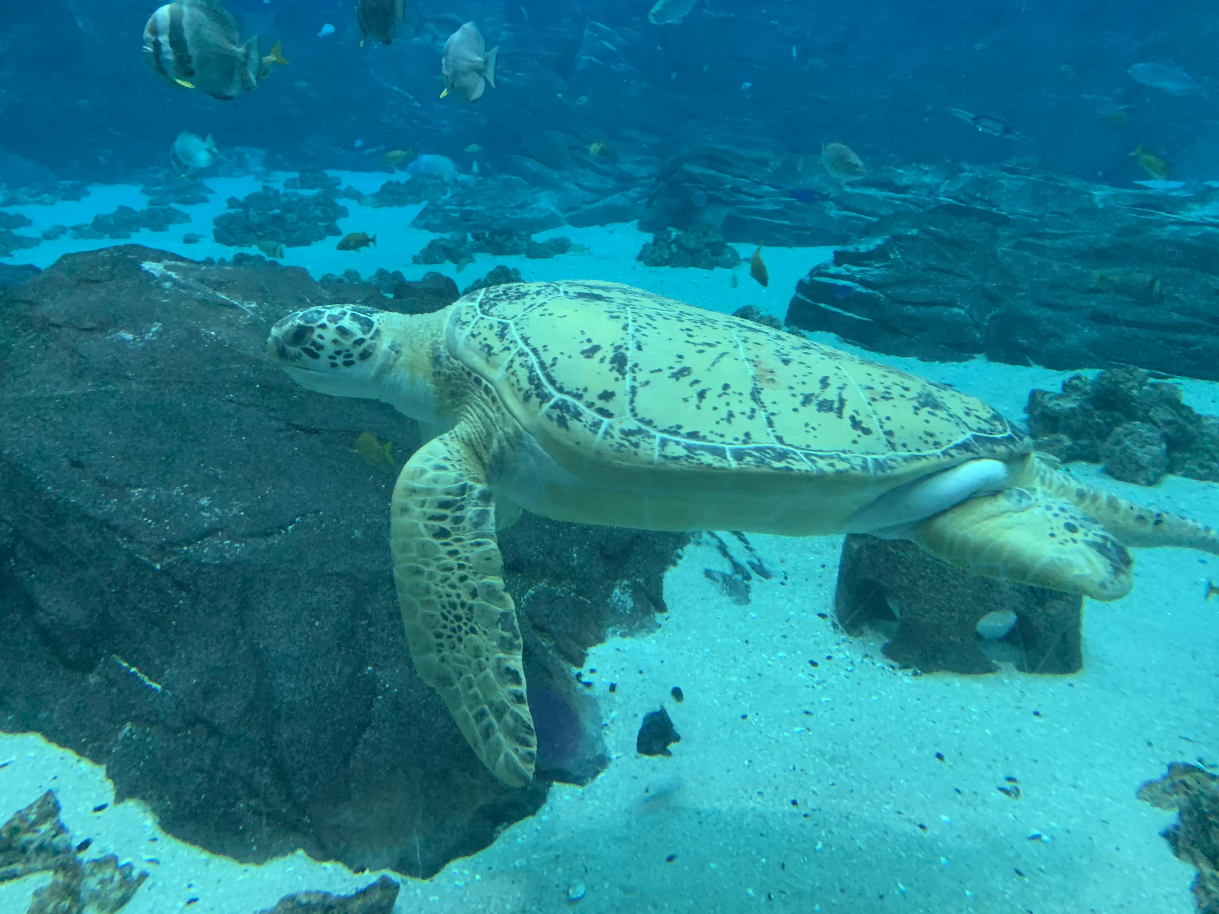 Tickets Aquarium Atlanta